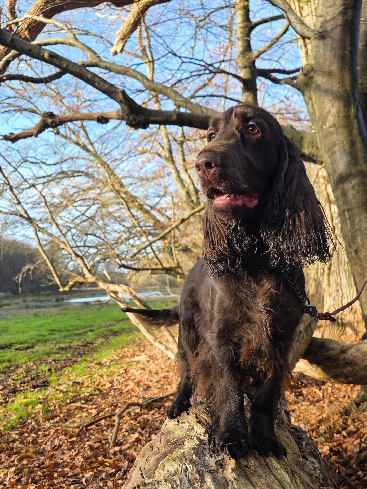 Today we took Maggie and Havana for a walk in the forest and the sun was out so a few pictures was also managed! 
Maggie looks so like her mum in many ways! 
Havana got a double trip as she then went on a trip to the beach with Bacardi and Ginnie. No