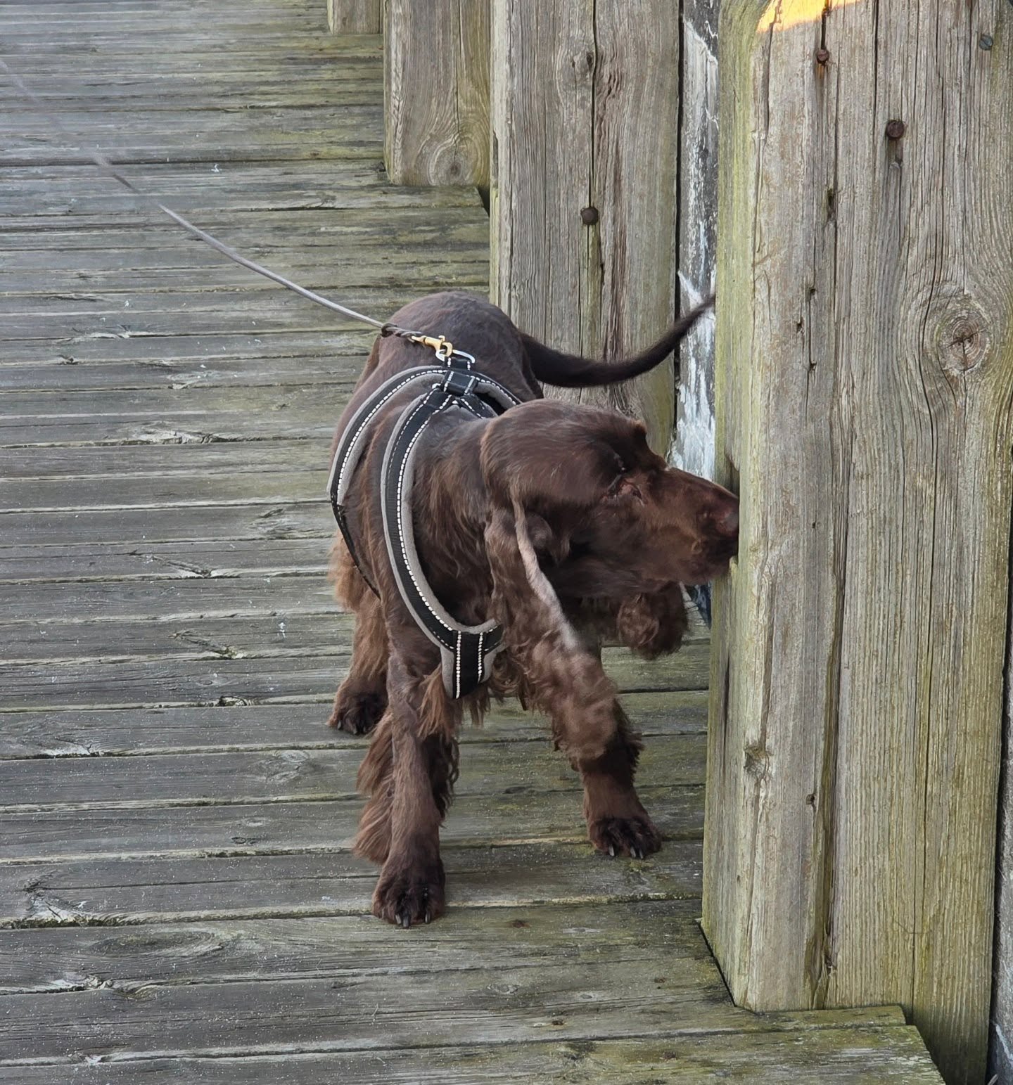 It was not only the papillons playing in the late afternoon sun, the field spaniels got to wotk a little also 😄

The youngster searching for treats and the Grandma Ginnie on nose work scents. 

#nosework #kennelfalstrias #Maggiethefieldspaniel #Hava