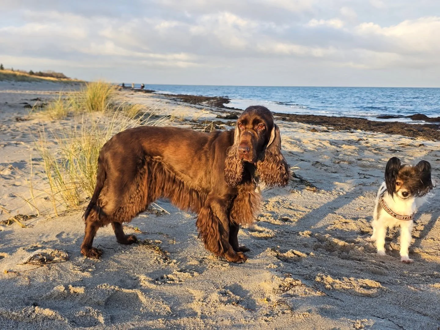 Ginnie - our grandmother and founding bitch after we lost our Fieldstar bloodline. 

She is 11,5 years old and though she has turned very grey lately, she is still going strong 💪 Fit and muscular but with a little less energi than earlier. It just m
