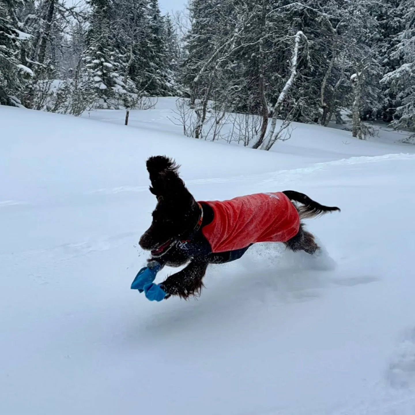 Here comes a new years greeting from Freya (Falstrias I Am Sailing) who lives in Sweden. She is an active girl whomloves the family's trips to their cabin in the norweigian mountains. 

We wish a splendid year to Freya and her family 🌟

#kennelfalst