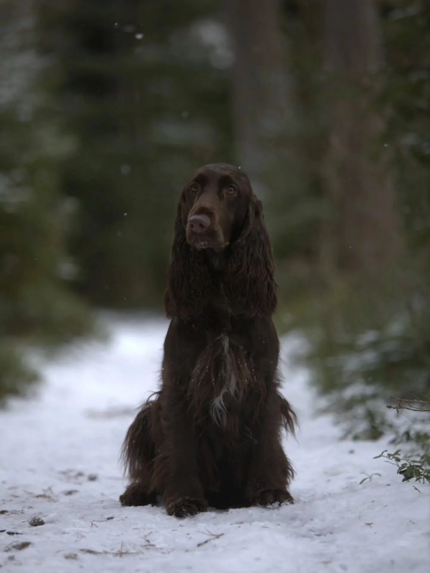 Bacardi - Falstrias Make A Memory

As portrayed by @lottaandnora ❤️

Tomorrow, is Bacardi's birthday, she turns 5 and enjoys life in Sweden with Henriette. 

We wish congratulation to all of our Bon Jovi-kids on their birthday tomorrow and wish them 