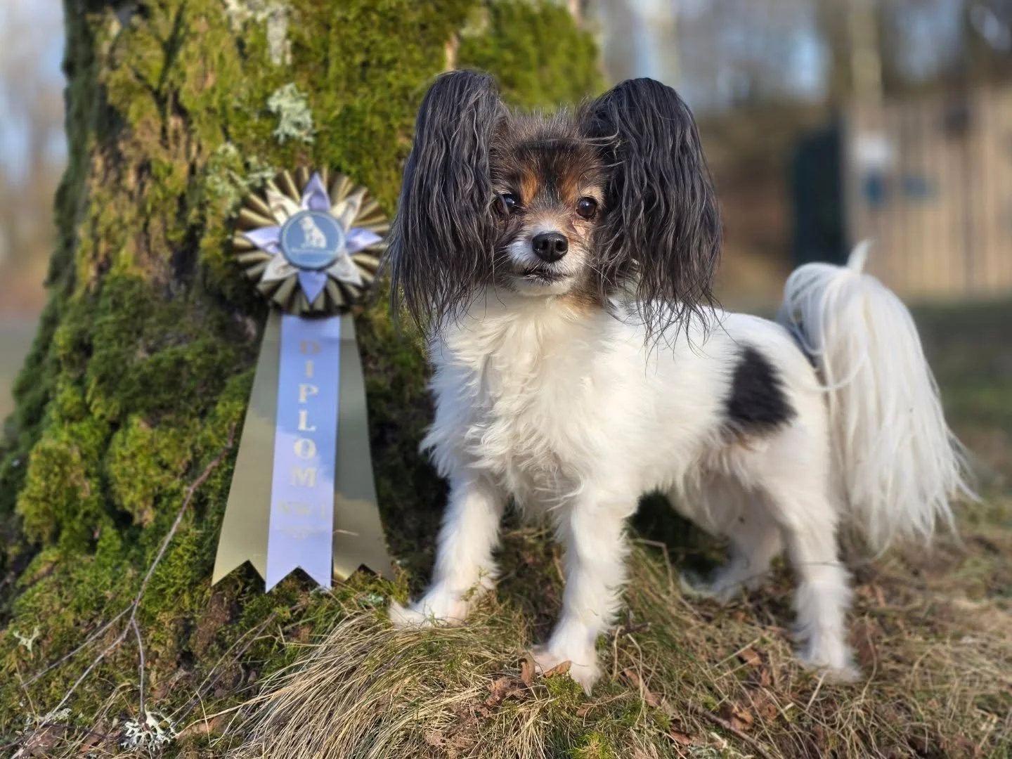 Today the papillons was away at the NW1 nose work trial in Falkenberg and both sniffed their way to 100p and a diploma each!

"Flower-Power"
Falstrias Let The Sunshine
100 p, 0 faults
🥉3rd place in the second search

"Alma"
Toyma