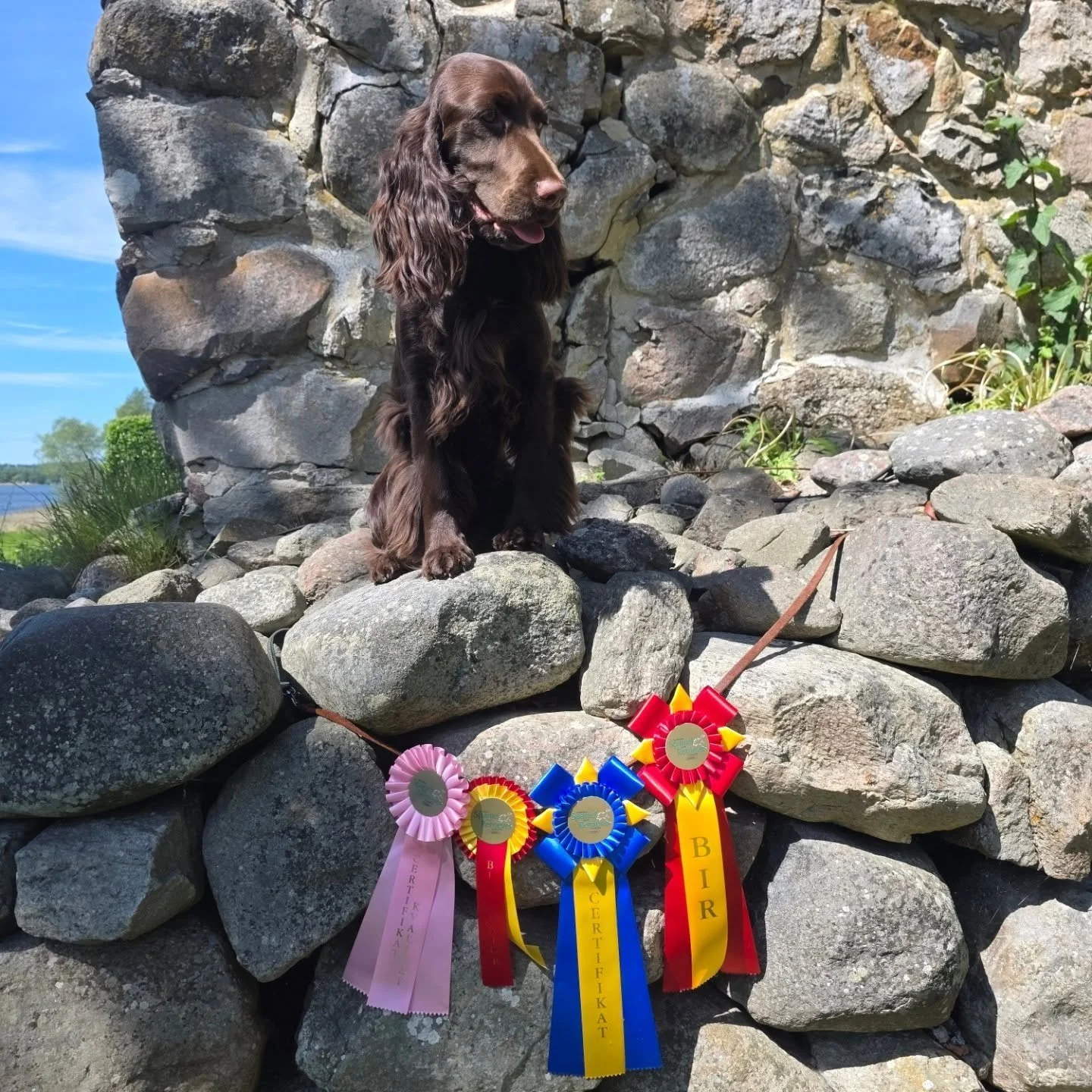 Havana did it again! Best of Breed and CAC and a very lovely critique from the finish judge! It was a lovely judge who took good time to meet the dogs and go over them, nice long critiques and a friendly demeanor. 

Now Havana needs to wait until she
