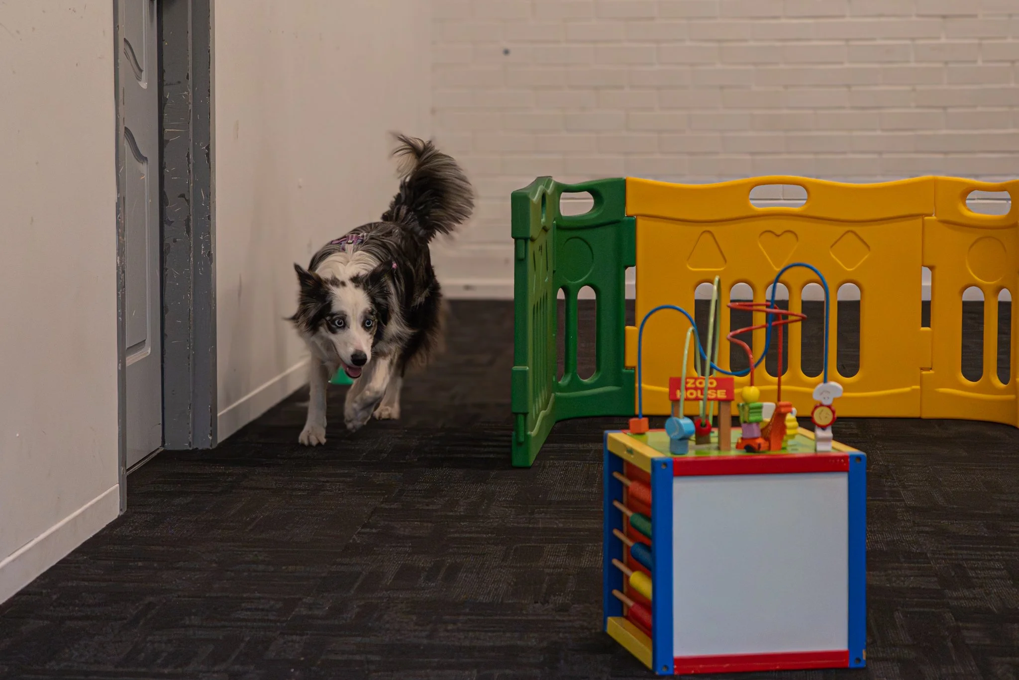 Mock scent trial interiors novice-61.jpg