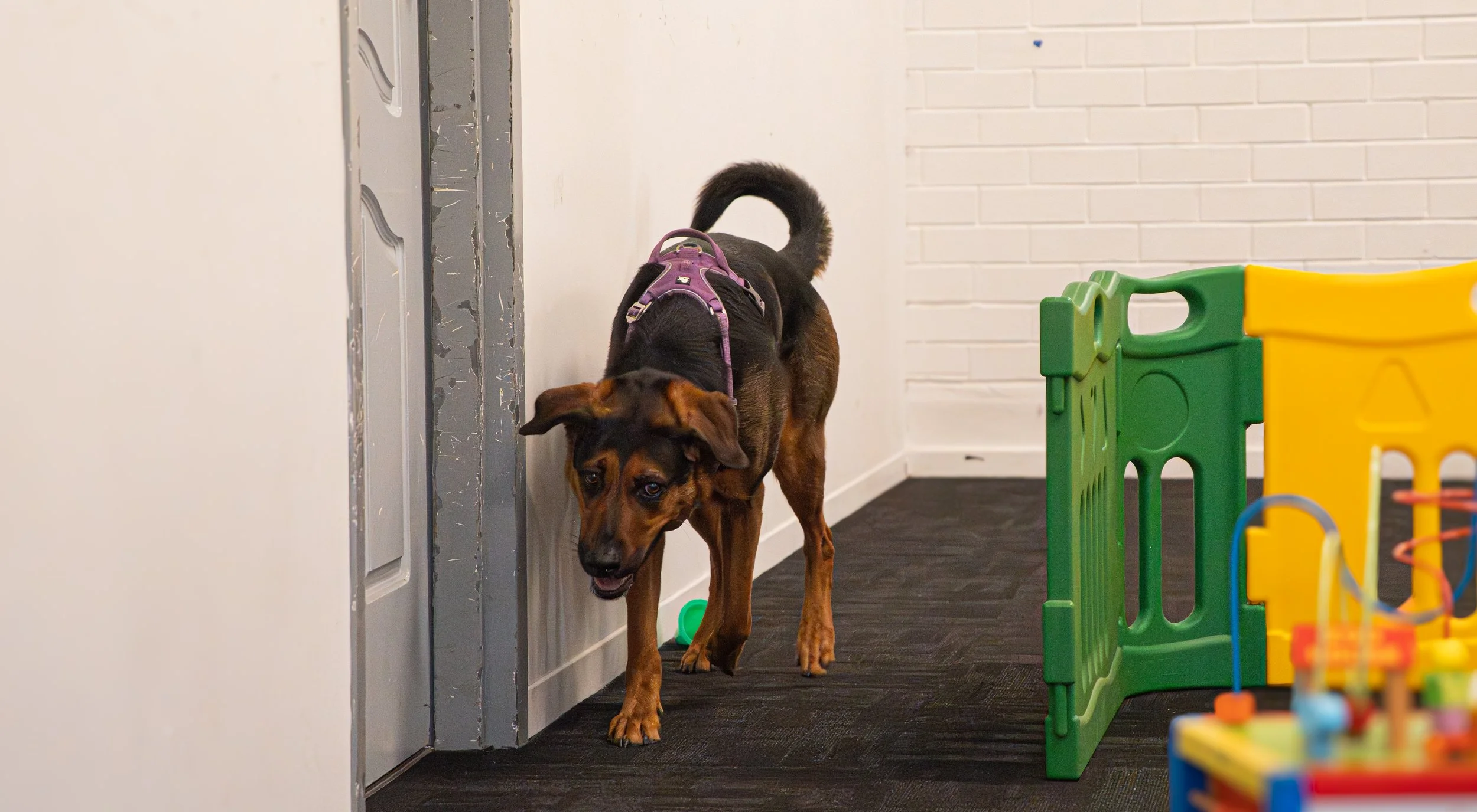 Mock scent trial interiors novice-49.jpg