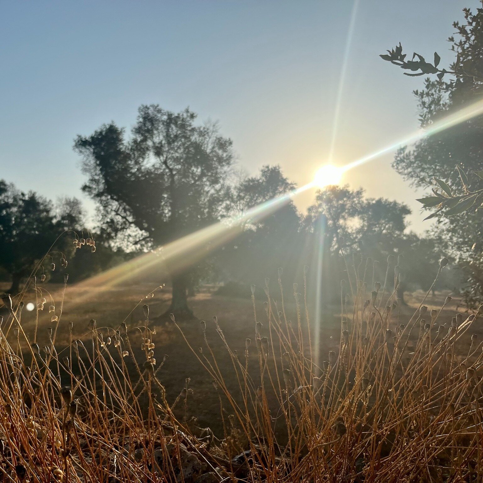 Strolling amidst the olive trees surrounding Masseria Rescio, embraced by the light of the rising sun and the whispers of the wind. 🌿 
_______________
Passeggiando tra gli ulivi che circondano Masseria Rescio, avvolti dalla luce del sole mattutino e