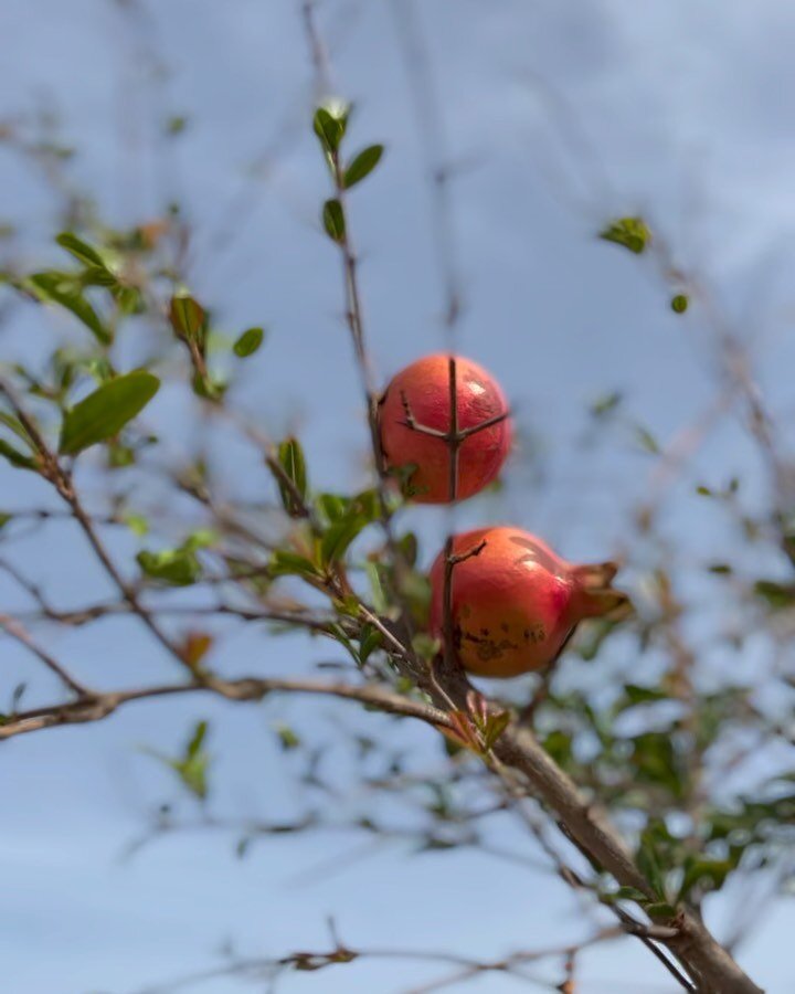 The joyful colours of our garden 🌺 
______
I colori allegri del nostro giardino 🌺

#icoloridisettembre #naturelovers #peacefulplace #masseriarescio #salentomio #puglia #puglialovers #pugliagram #slowliving #weareinpuglia