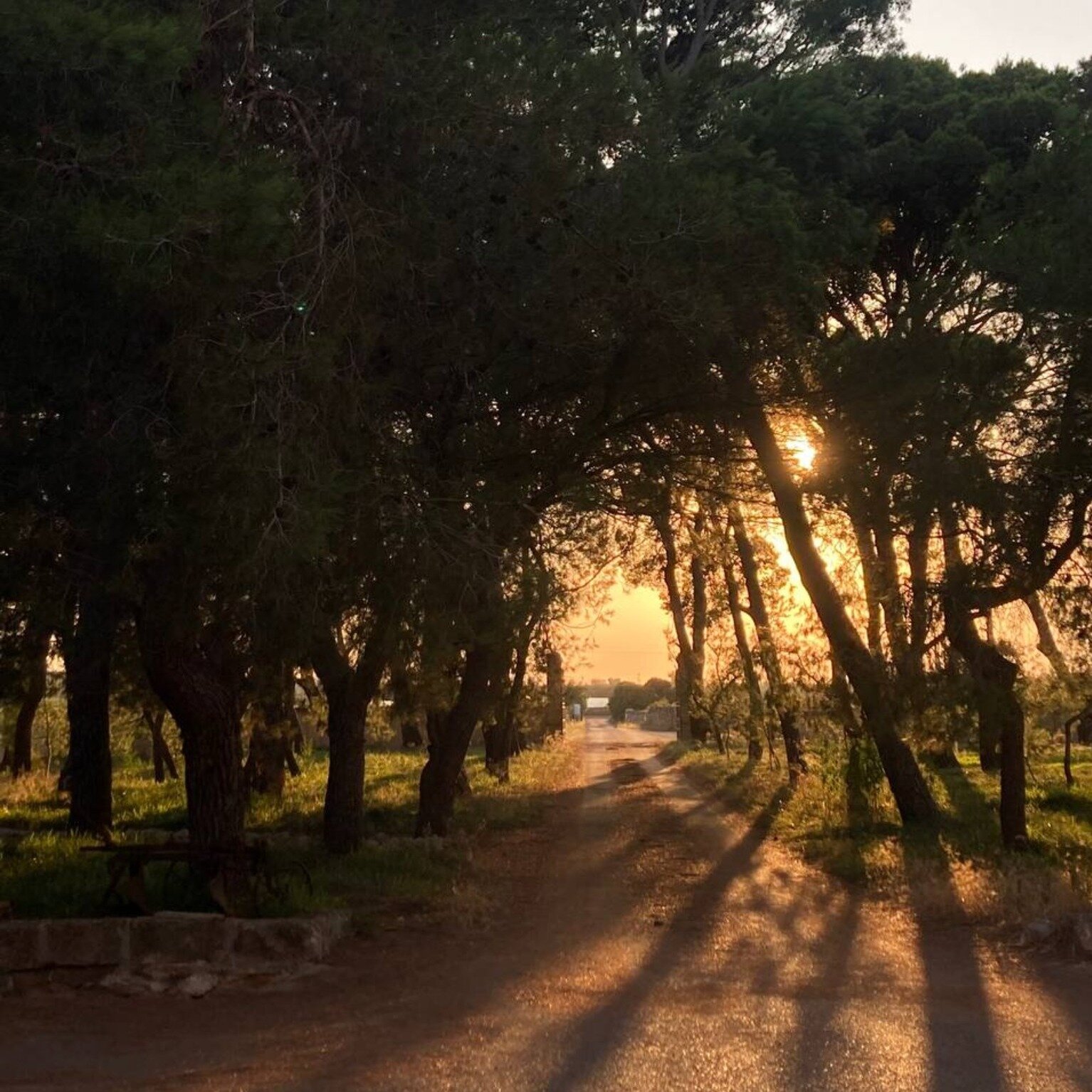 Sunset long shadows

Photo @luciodecca
____________

Le ombre lunghe del tramonto

Foto @luciodecca

#tramonto #goldenhour #shadowsandlight #masseriarescio #salento #farmhouse #masseriapuglia #italytravel #agriturismo #puglia #weareinpuglia #masseria