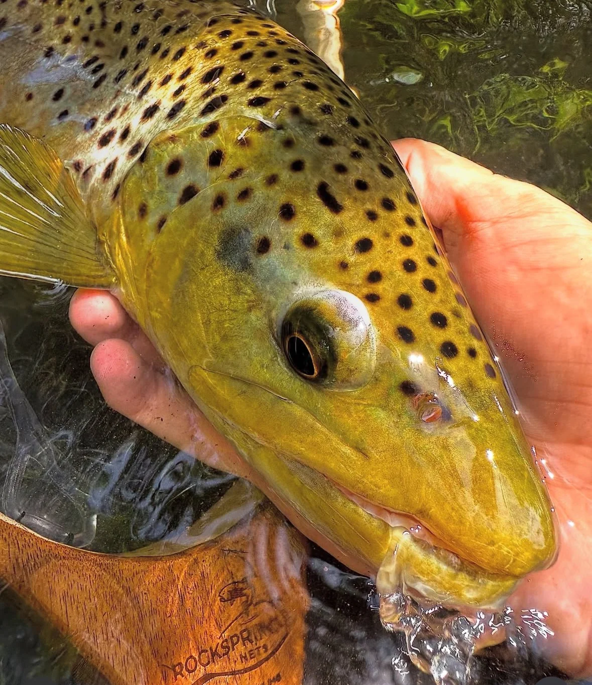 rockspring-nets-brown-trout-in-hand-wooden-net.JPG