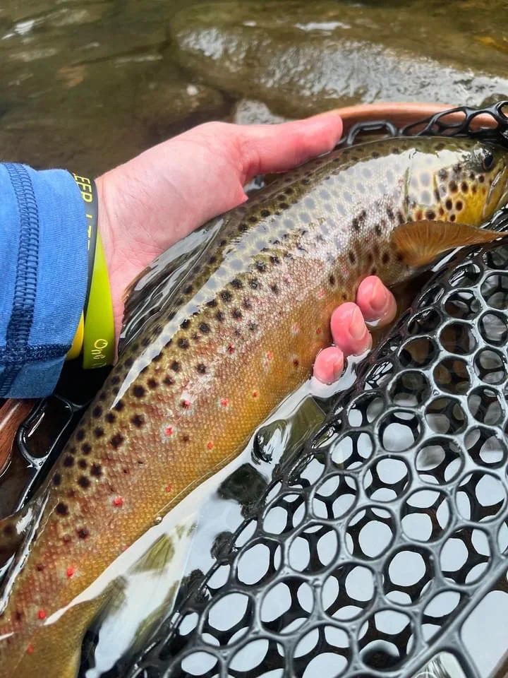 rockspring-nets-brown-trout-release-rubber-landing-net.JPG