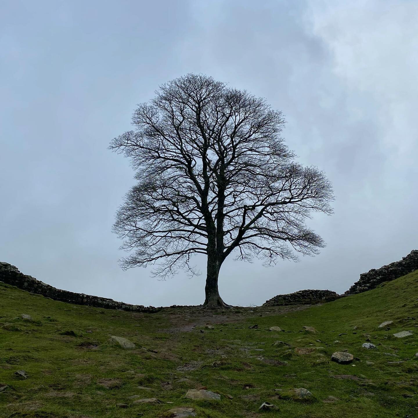 Is this the most photographed Sycamore tree in the UK? Sycamore gap on Hadrians wall. Blowing an absolute gale here today. #hadrianswall #weekendbreak #scottishfurnituremakersassociation