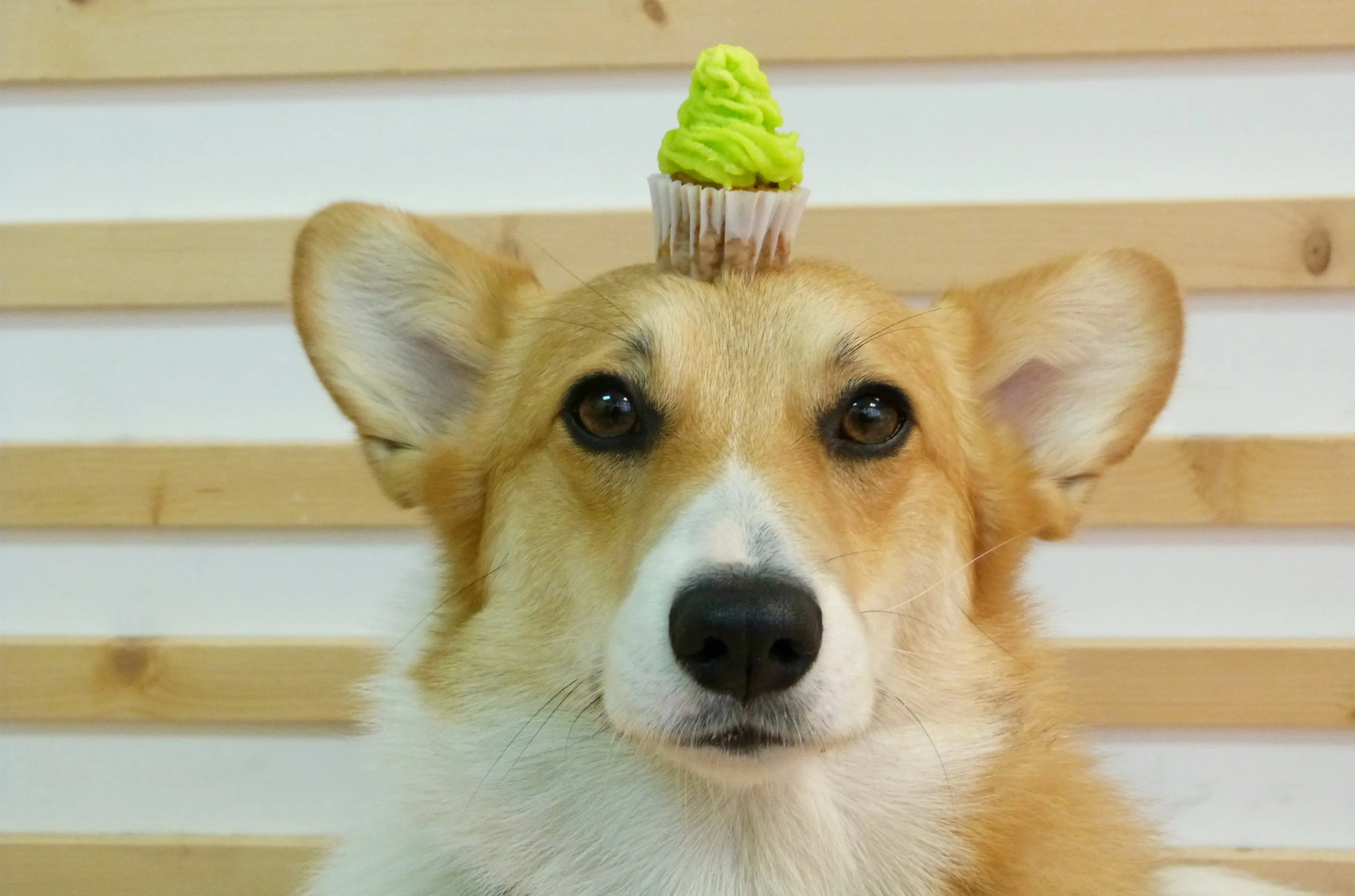 Corgi with cupcake on its head