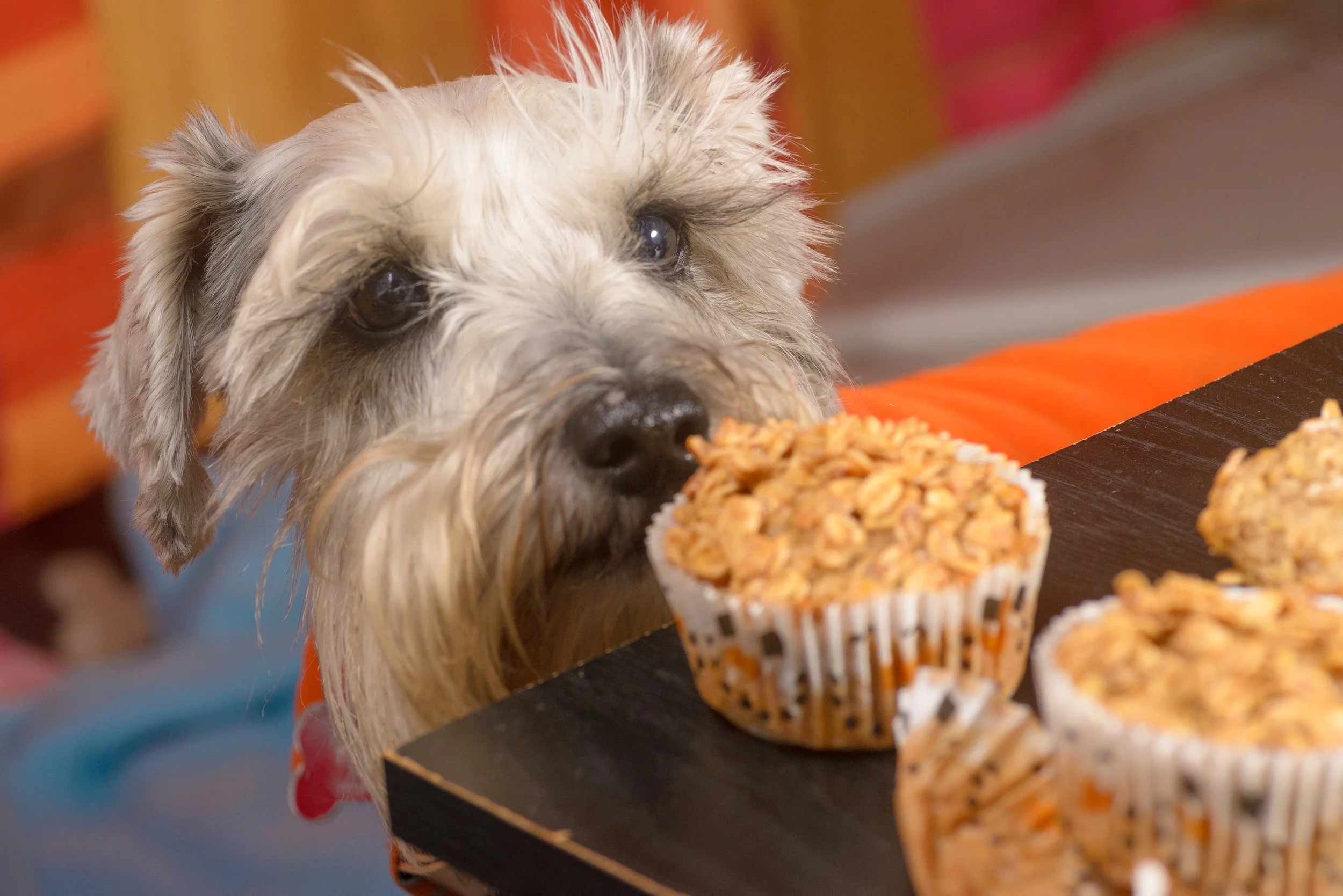 A small dog looking at three oat muffins on a table.