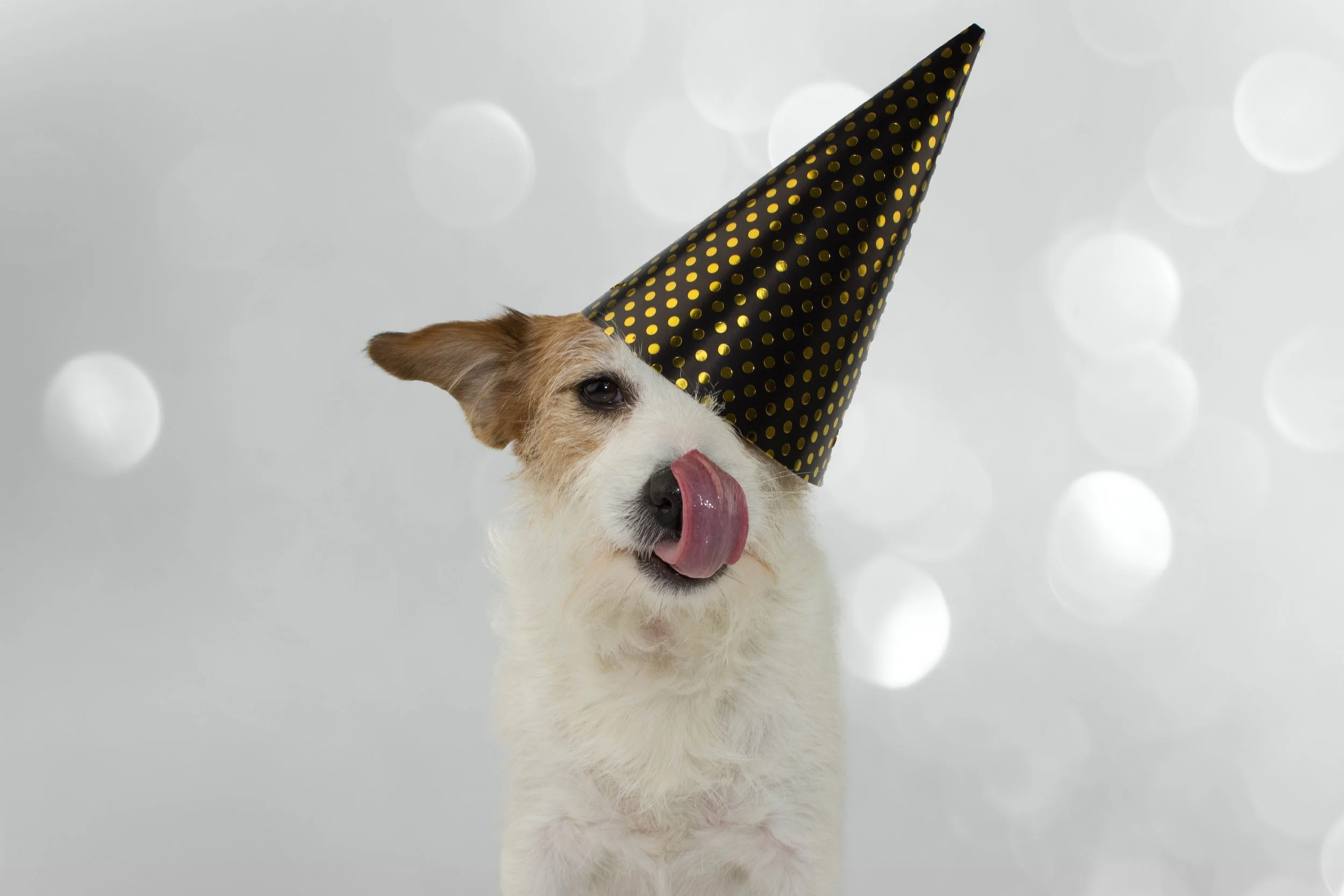 Dog wearing a party hat with tongue out