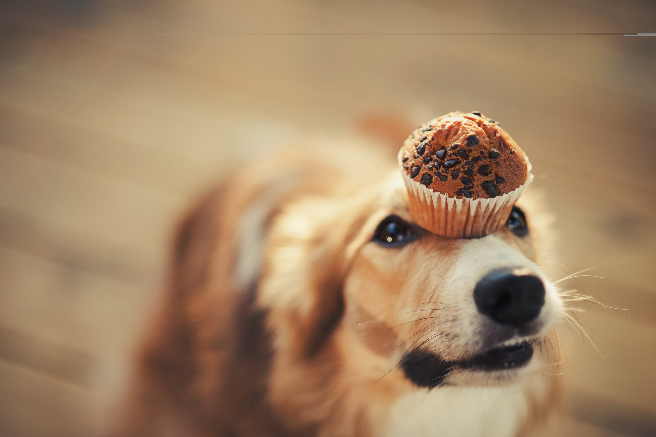 Dog with a chocolate chip muffin balanced on its nose.