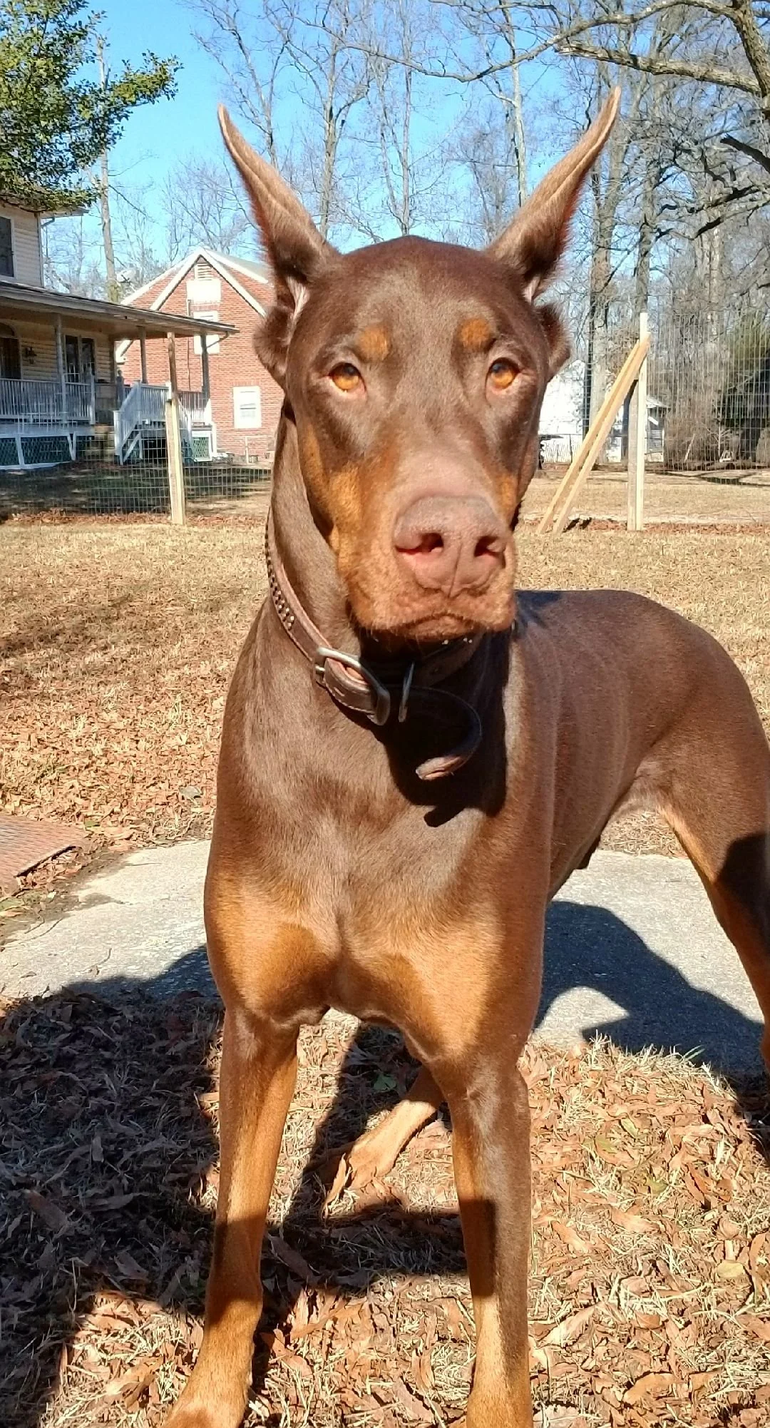 Doberman Pinscher standing on a leaf-covered ground in a backyard with trees and houses in the background.