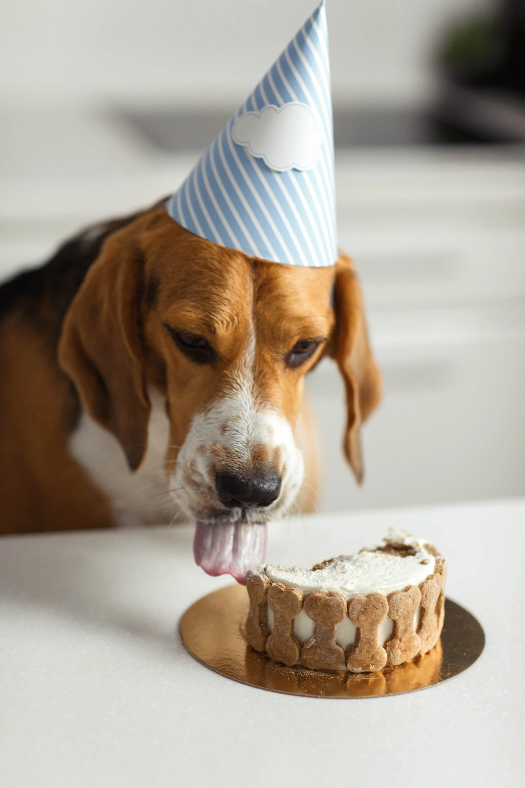 Beagle wearing a blue party hat licking a dog cake with bone-shaped decorations.