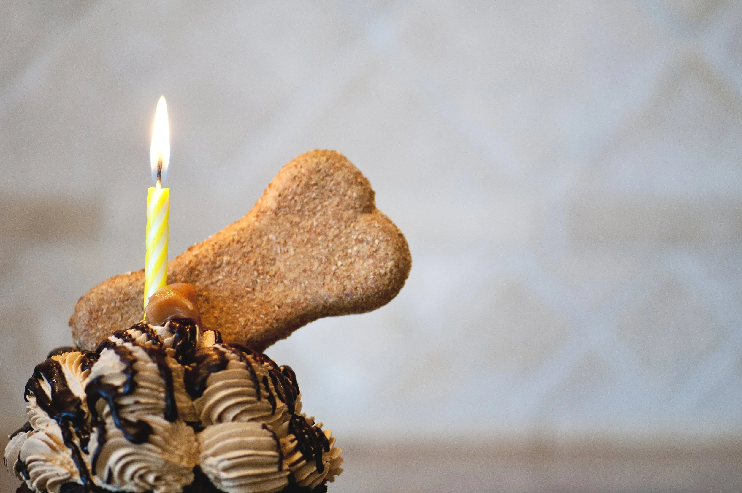 Cupcake decorated with chocolate frosting, a bone-shaped biscuit, and a lit yellow candle.