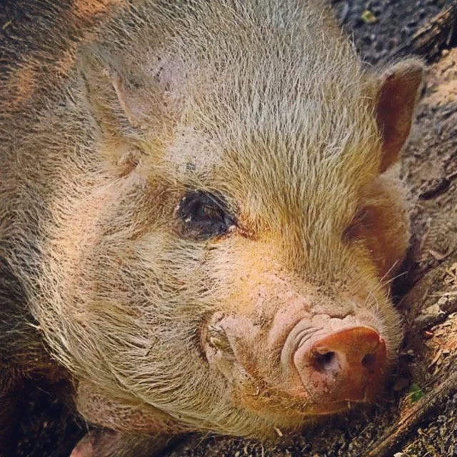 Sponsor an Animal