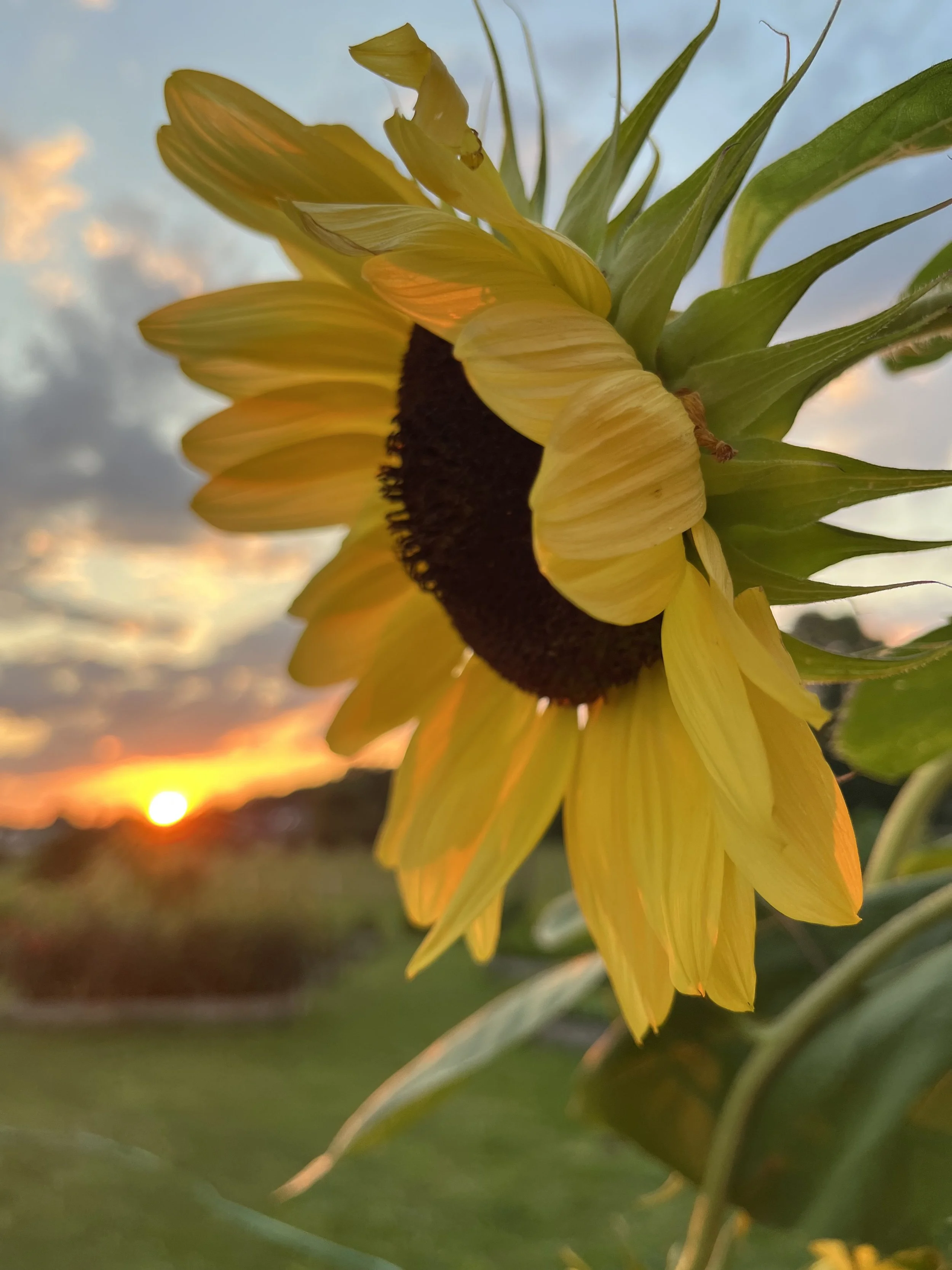 IMG_6280.jpeg