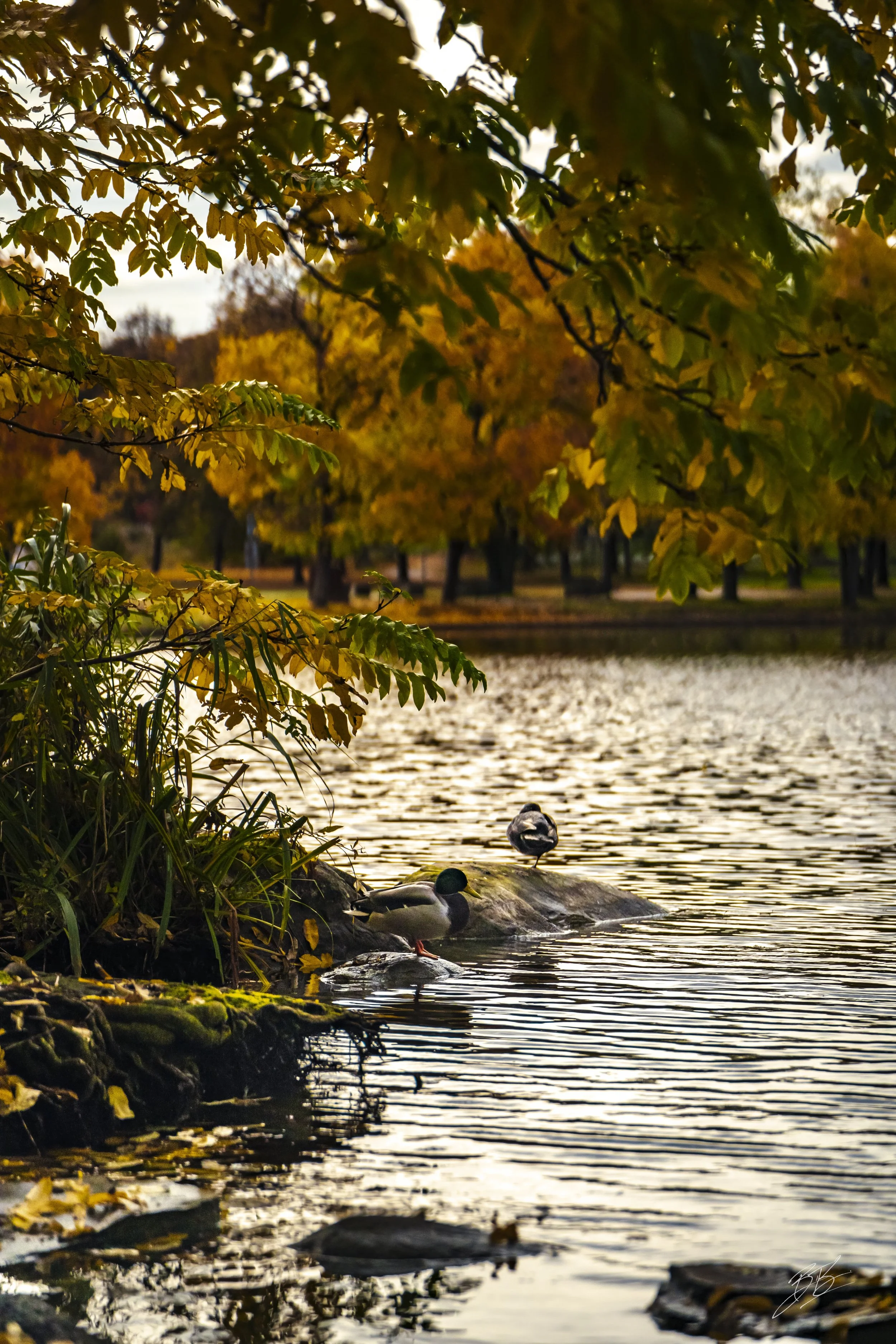 West Park-Oct 22, 2025-14x2.jpeg