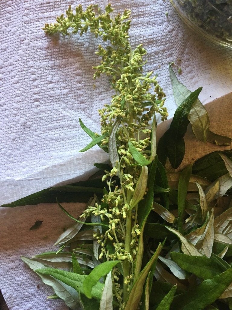 Artemisia suksdorfii *Live*