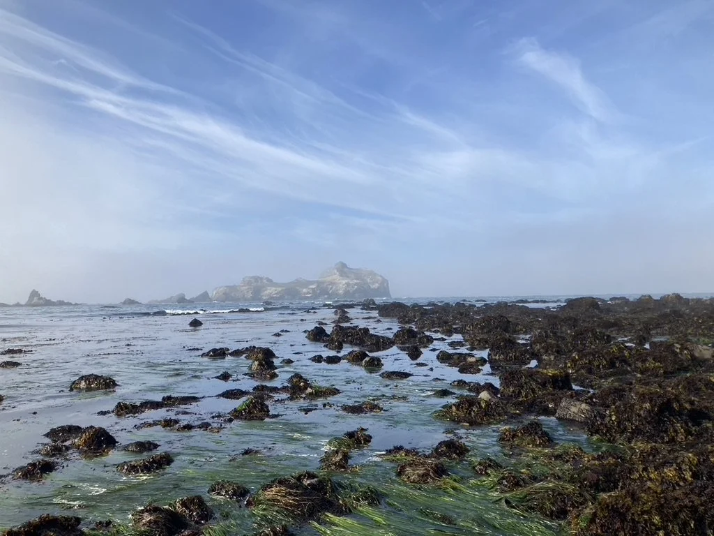 2026 Seaweed Field Excursions