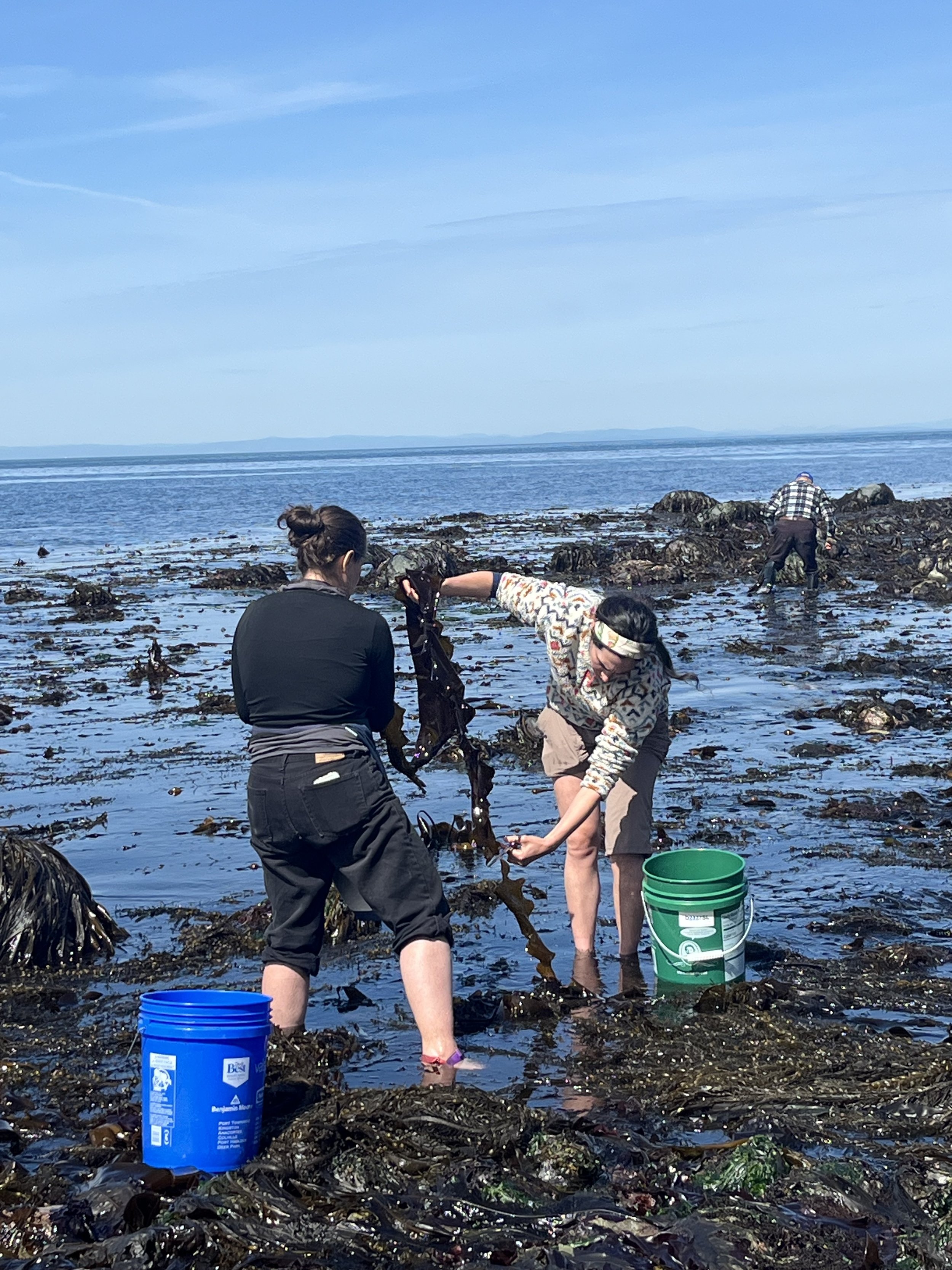 Seaweed Field Excursion: Intertidal Exploration (Tacoma, WA, Saturday, June 13, 2026)