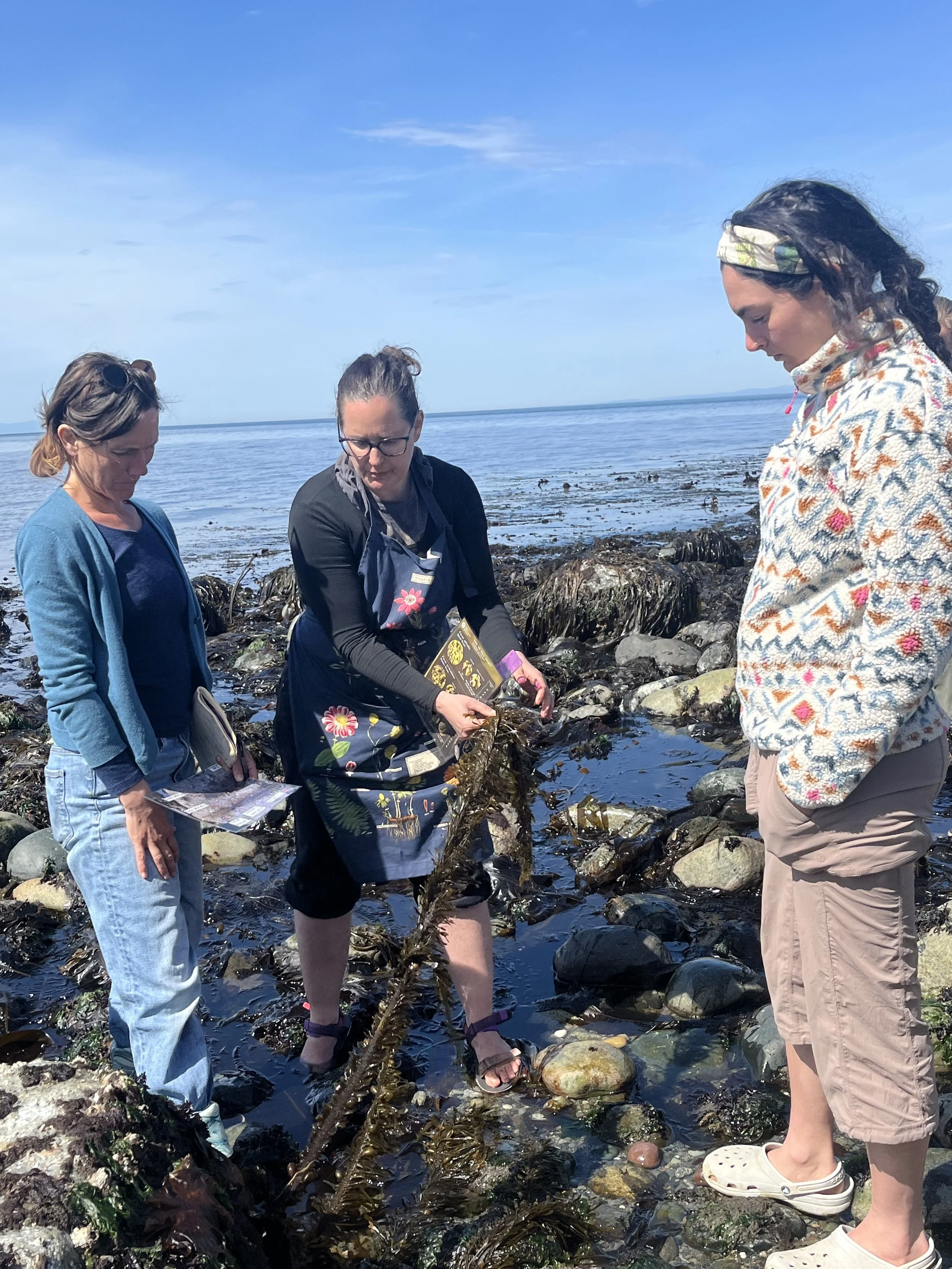 Seaweed Field Excursion (Lopez Island, WA, Sunday, May 17, 2026)