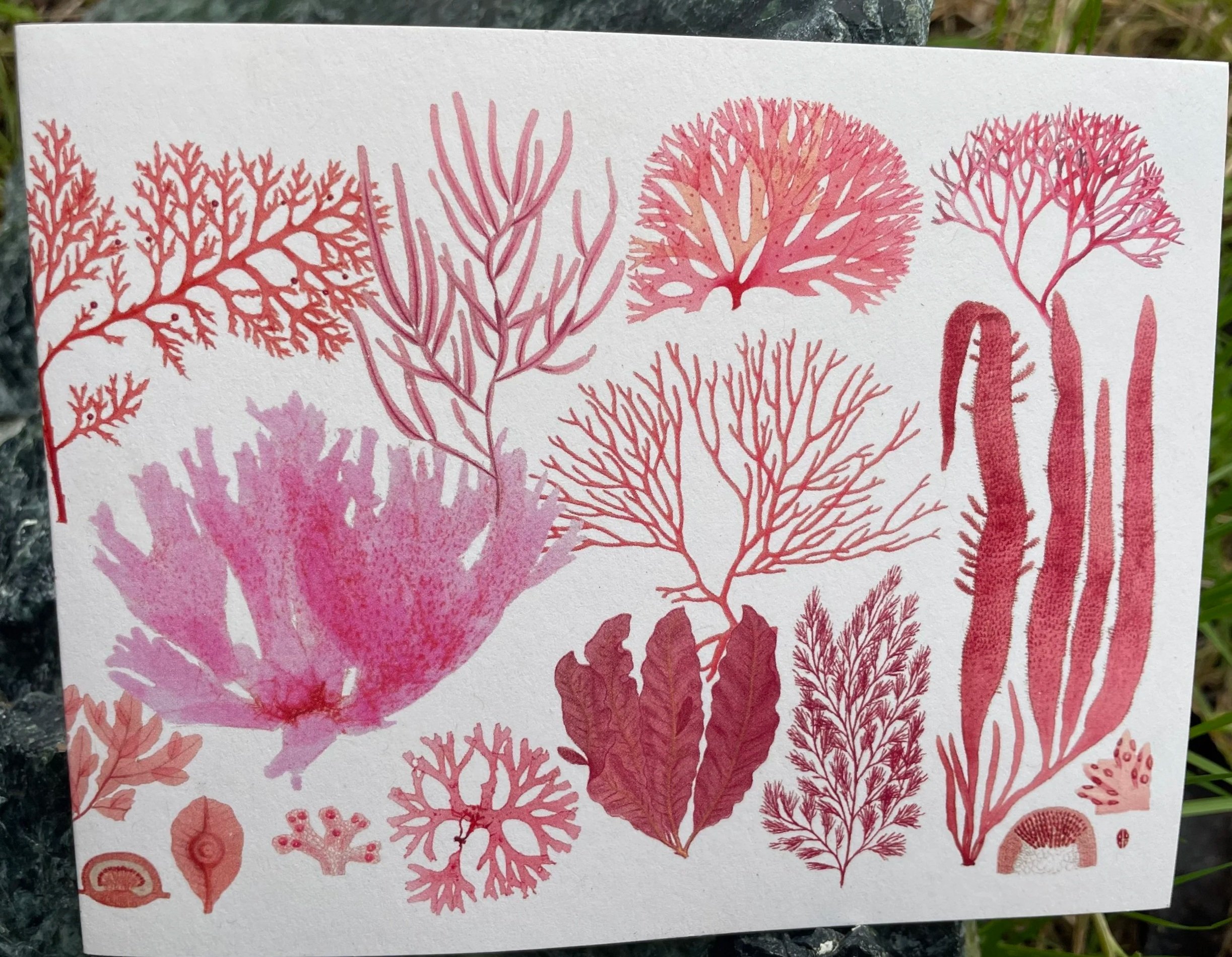 Red Algae Cards