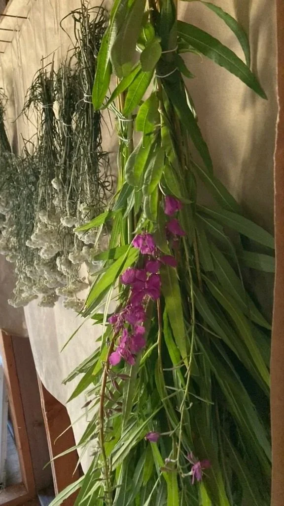 Fireweed (Chamaenerion angustifolium; Epilobium angustifolium) *Dried* PREORDER