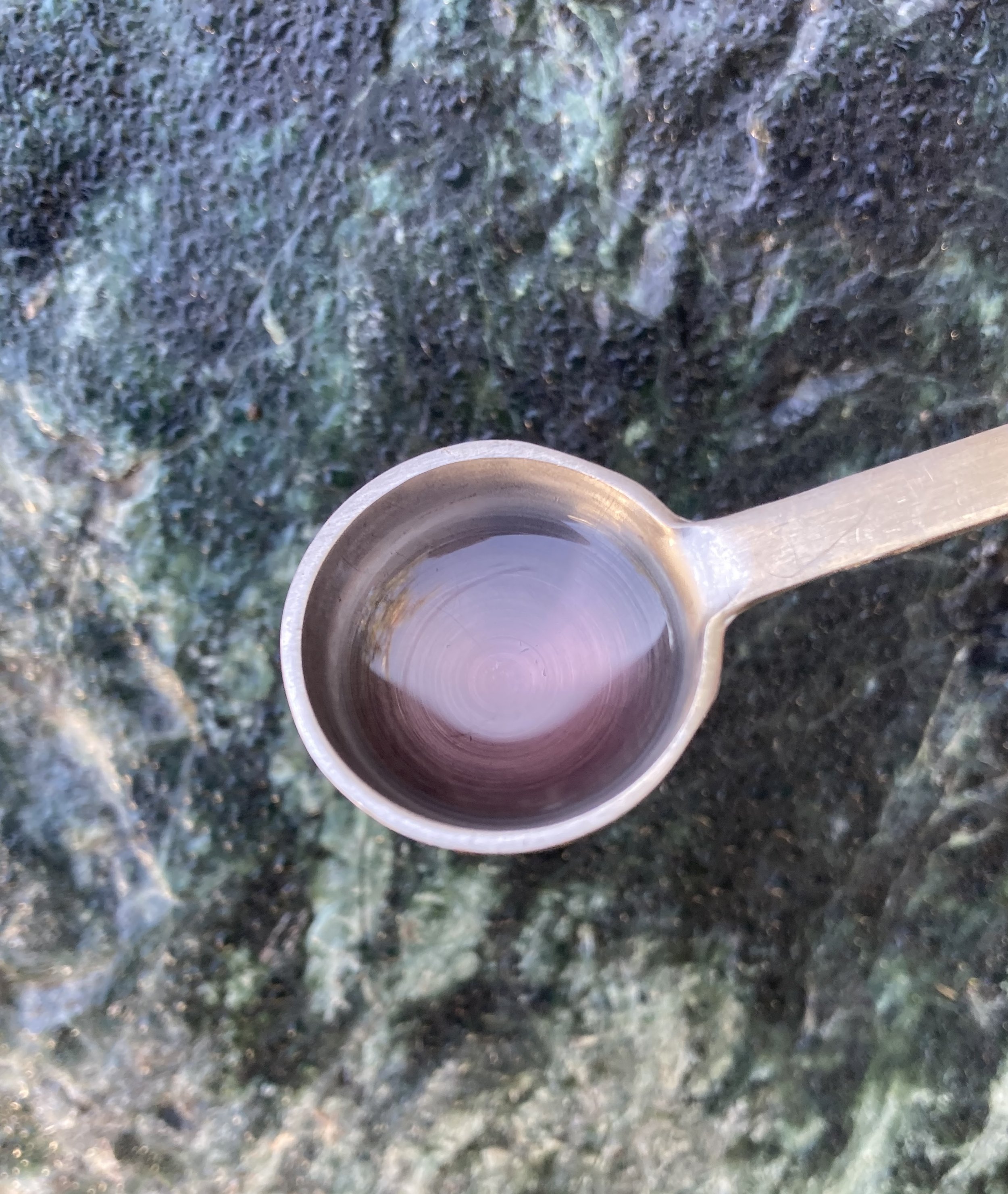 Ghost Pipe Tincture (Monotropa uniflora) 1:2