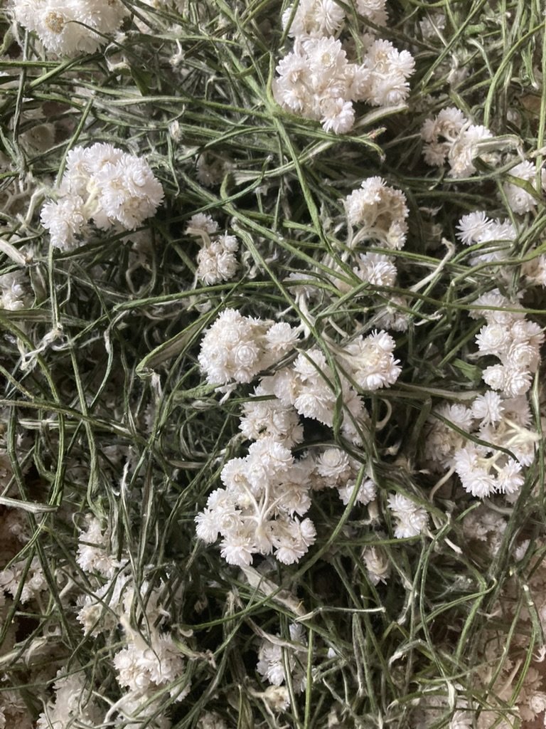 Pearly Everlasting Leaves and Flowers (Anaphalis margaritacea) *Dried* PREORDER