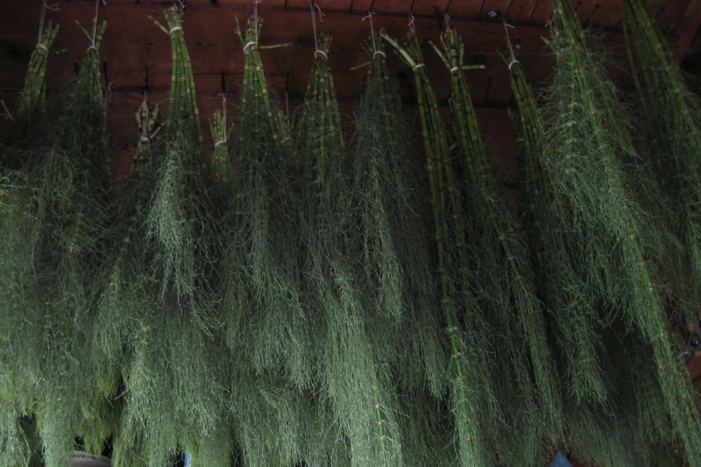 Horsetail (Equisetum arvense) *Live* PREORDER