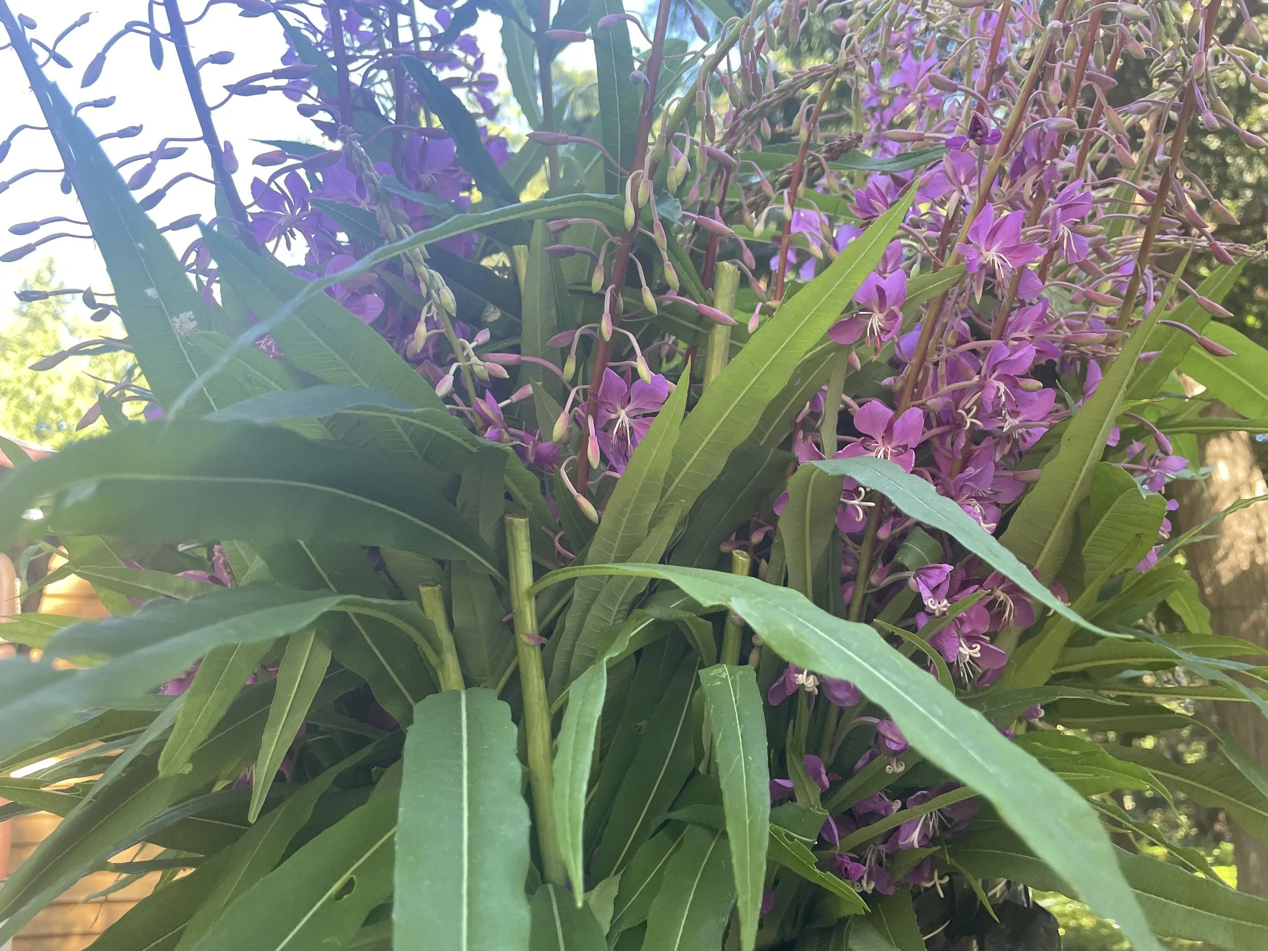 Fireweed (Chamaenerion angustifolium; Epilobium angustifolium) *Dried* PREORDER