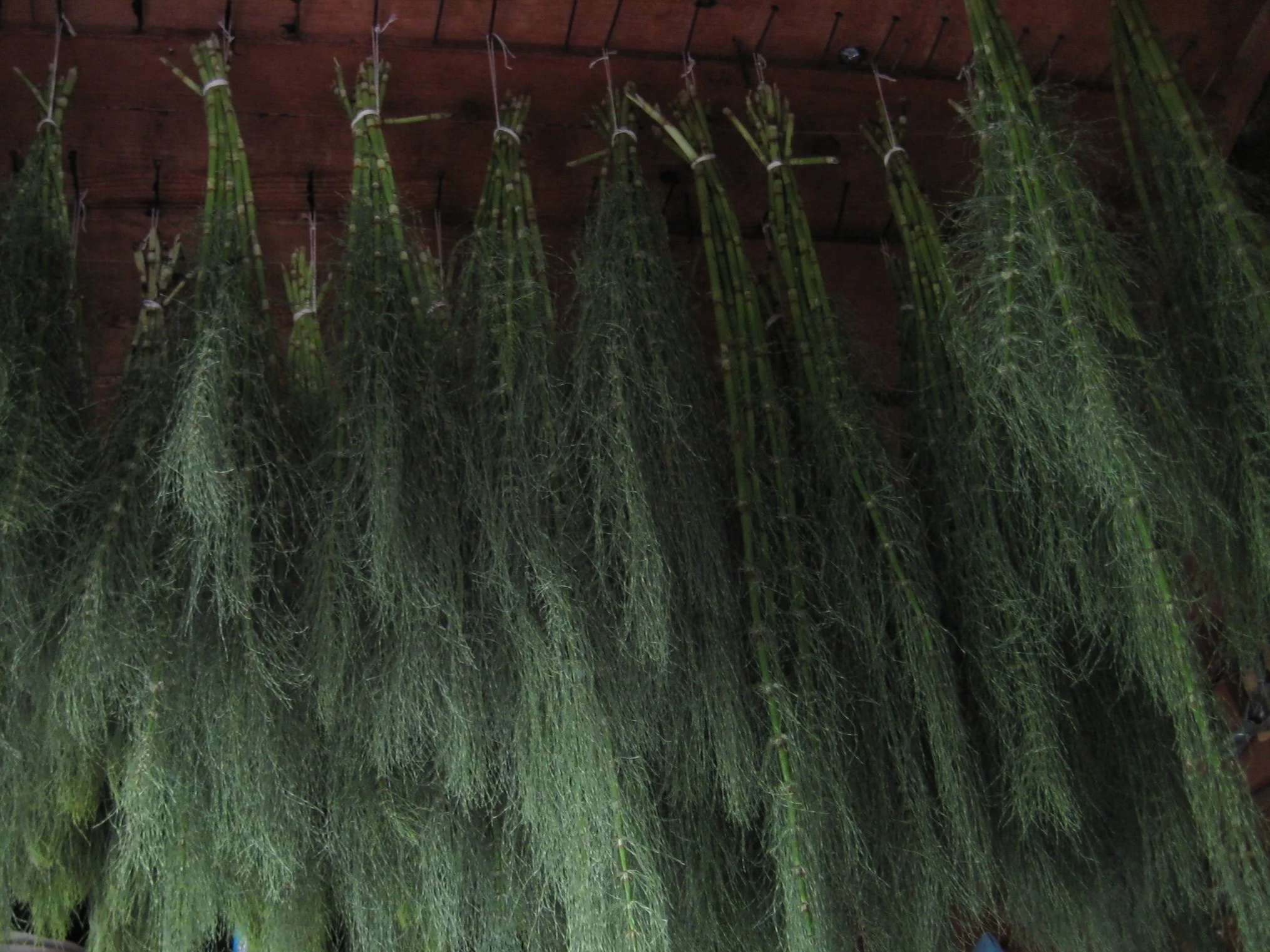 Horsetail (Equisetum arvense) *Dried* PREORDER