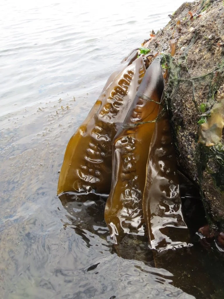 1C6853CC-C9DA-4B7A-8148-DFF9472F260B_1_105_c.jpeg (Copy)