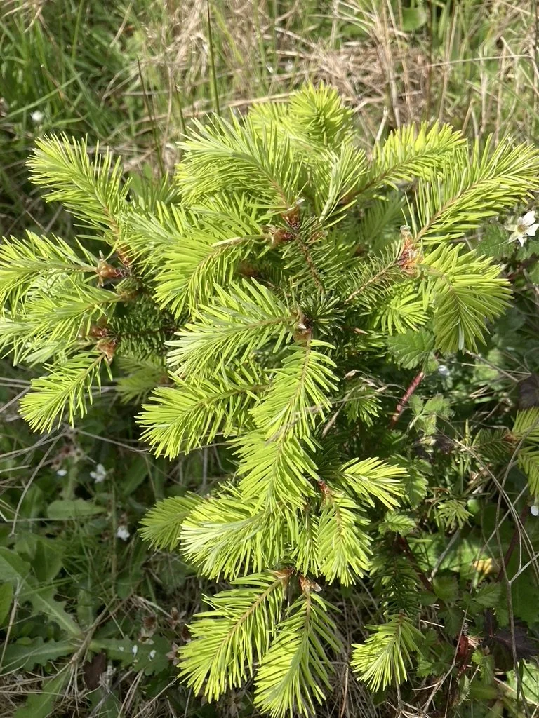 Douglas-Fir Tips (Pseudotsuga menziesii) *Dried*