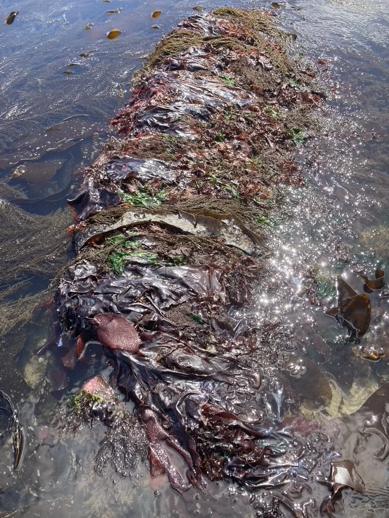 Seaweed Sampler #1