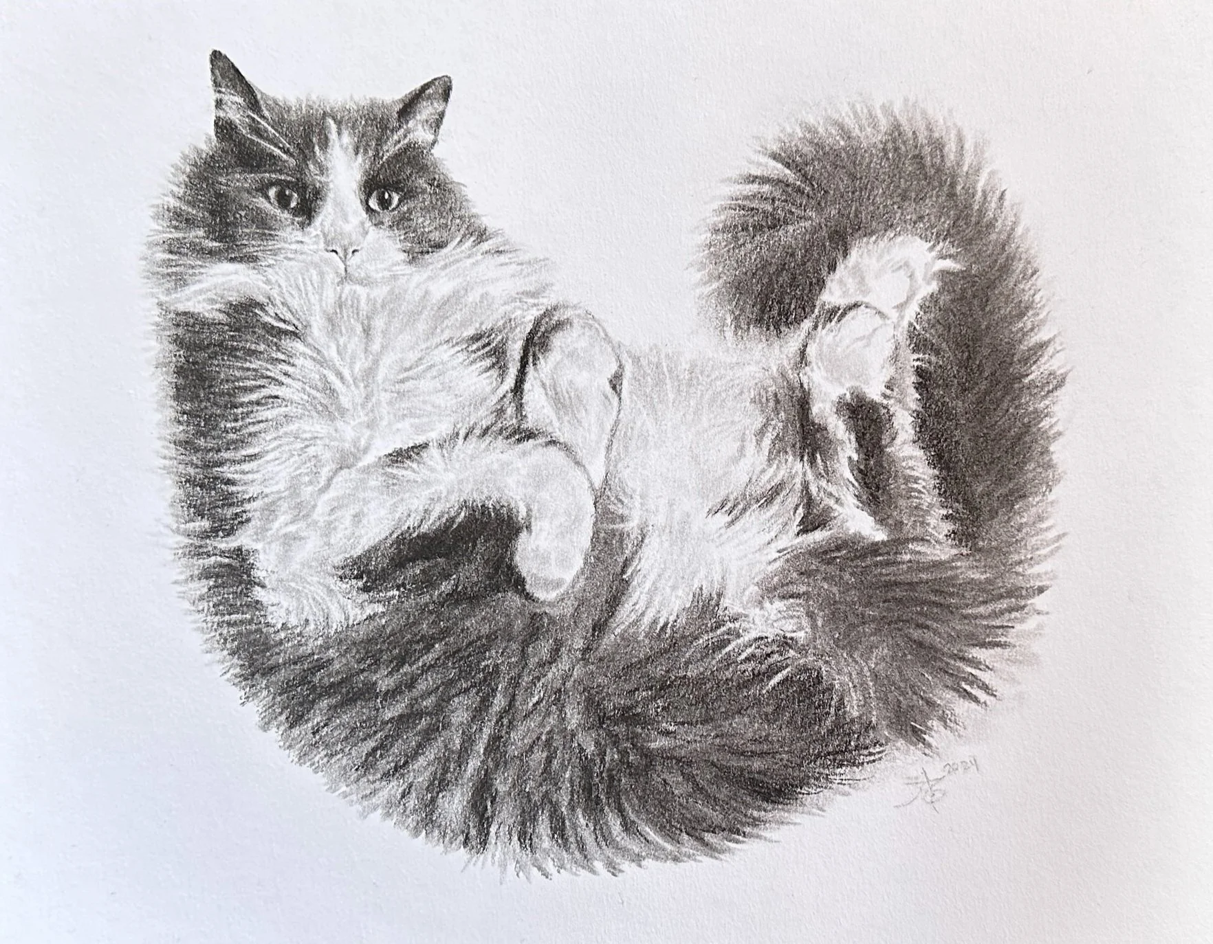 8x10" charcoal on illustration board, 2024