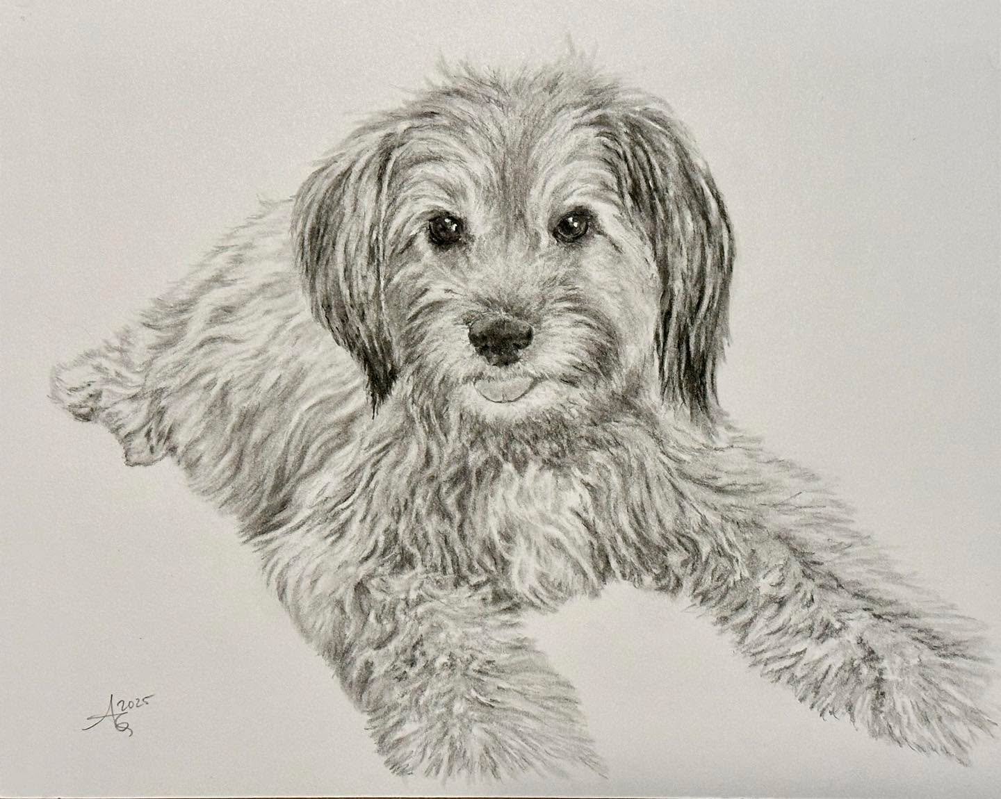 Baby🐶 8x10&rdquo; charcoal.
This was a surprise gift from earlier this year

#petportraitcommission #petdrawing #petart #charcoaldrawing #wheatenterriers