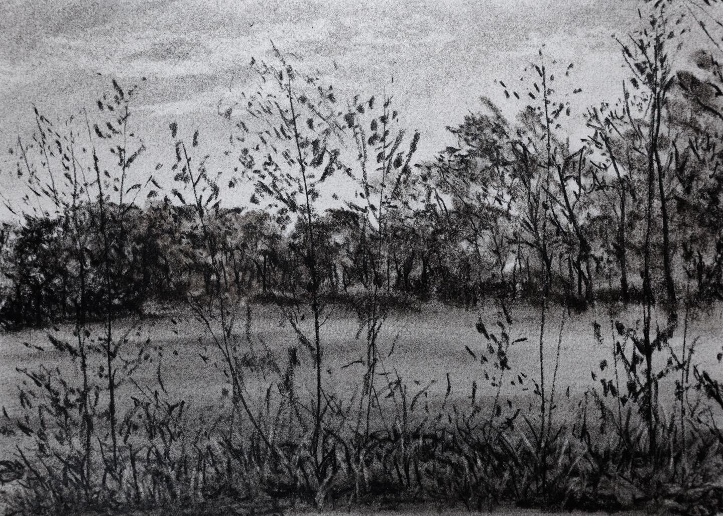 5x7&rdquo; charcoal, 2024
*
*
#blackandwhite #charcoaldrawing #trees #treedrawing #charcoalart #landscapedrawing