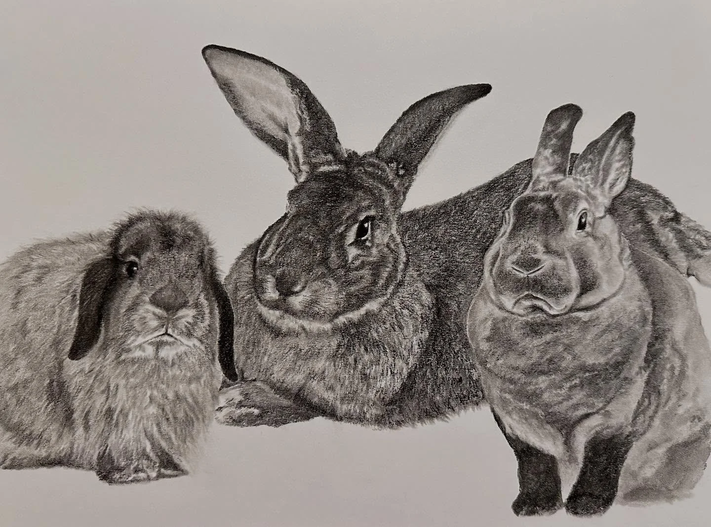 Scooter, Thumper, and Enola🐰
12x16&rdquo; charcoal 2024, this was commissioned as a birthday gift last and was so fun to do!
*
#charcoal #charcoaldrawing #bunny #bunnydrawing #commission