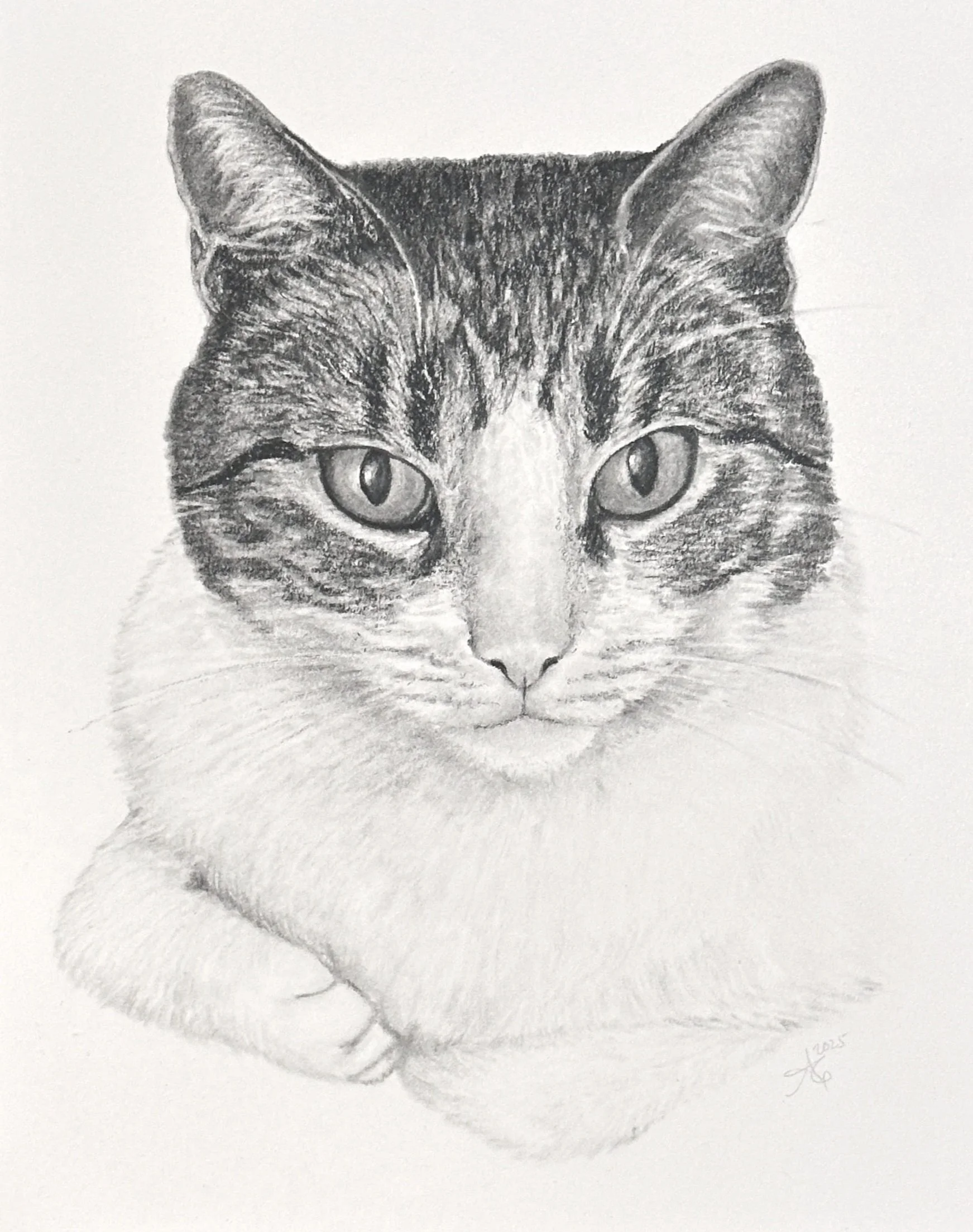 8x10" charcoal on illustration board, 2025