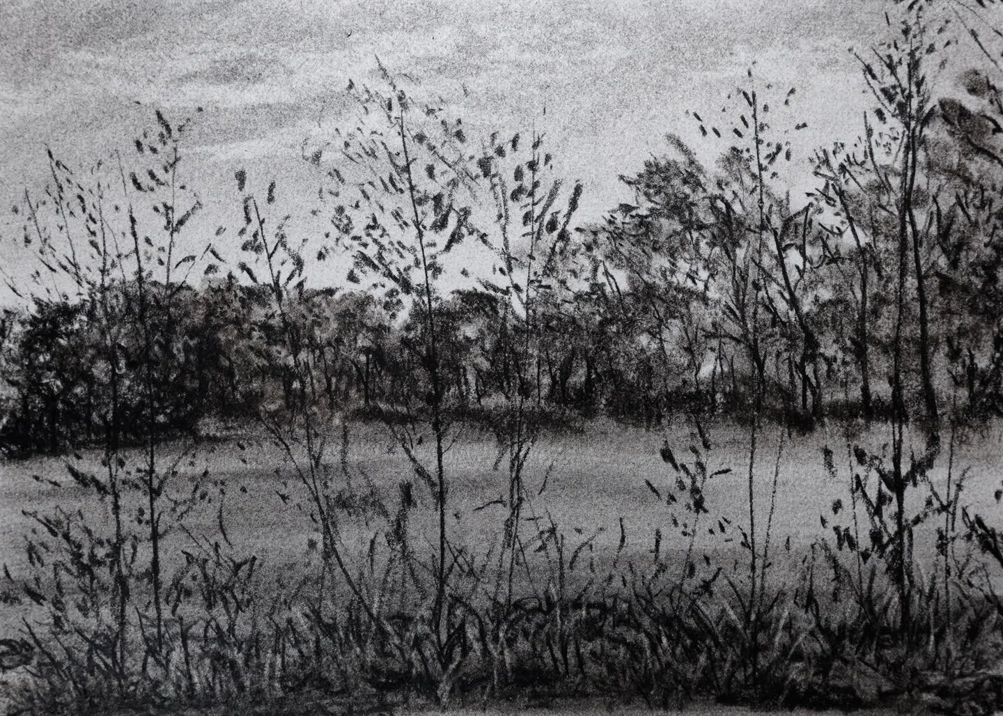 5x7&rdquo; charcoal, 2024
*
*
#blackandwhite #charcoaldrawing #trees #treedrawing #charcoalart #landscapedrawing