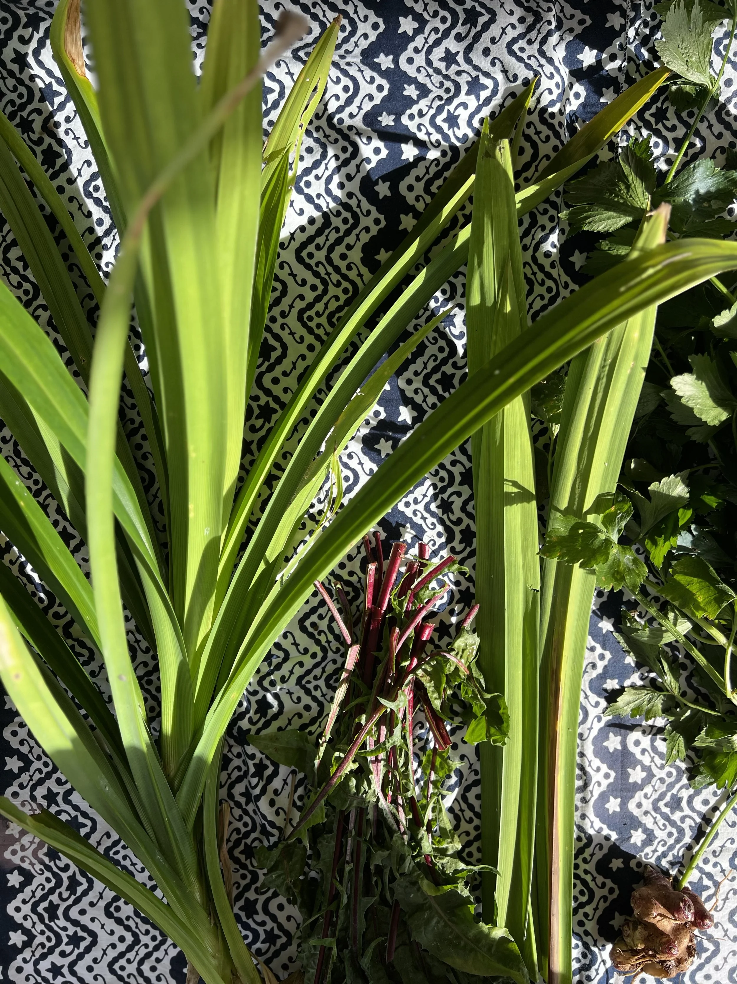 IMG_1029.jpeg