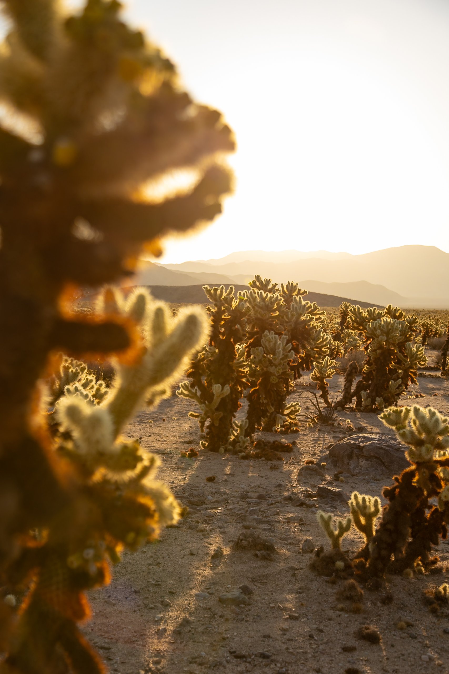 Cholla Kaktus Garten (1 von 1)-7.jpg