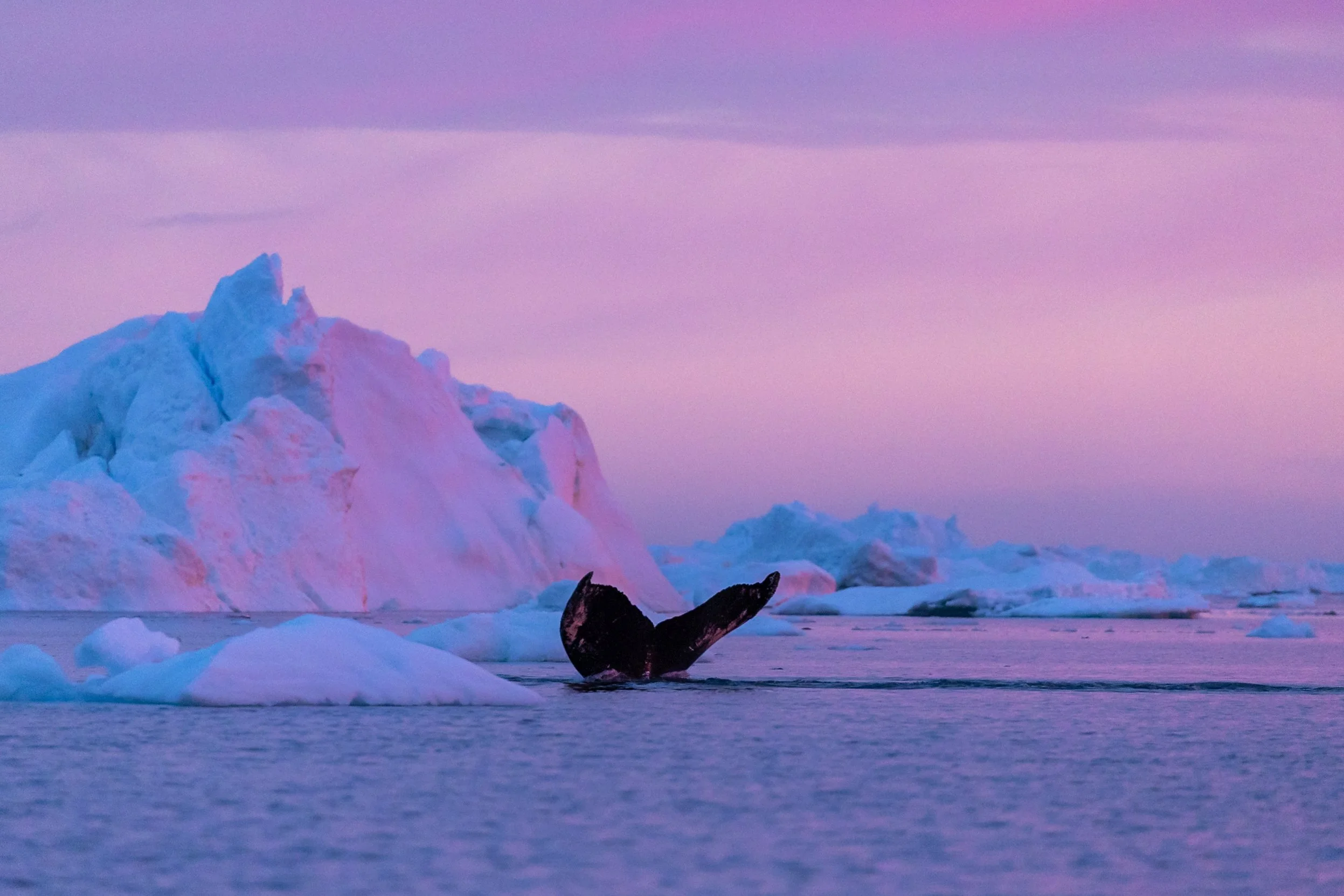 Ilulissat Fotos (360 von 2038).jpg