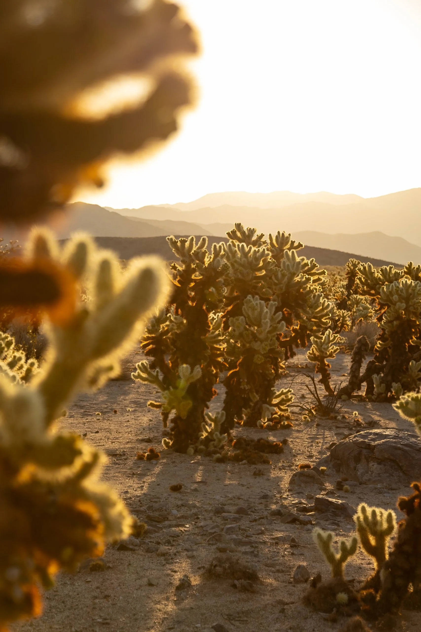 Cholla Kaktus Garten (1 von 1)-6.jpg