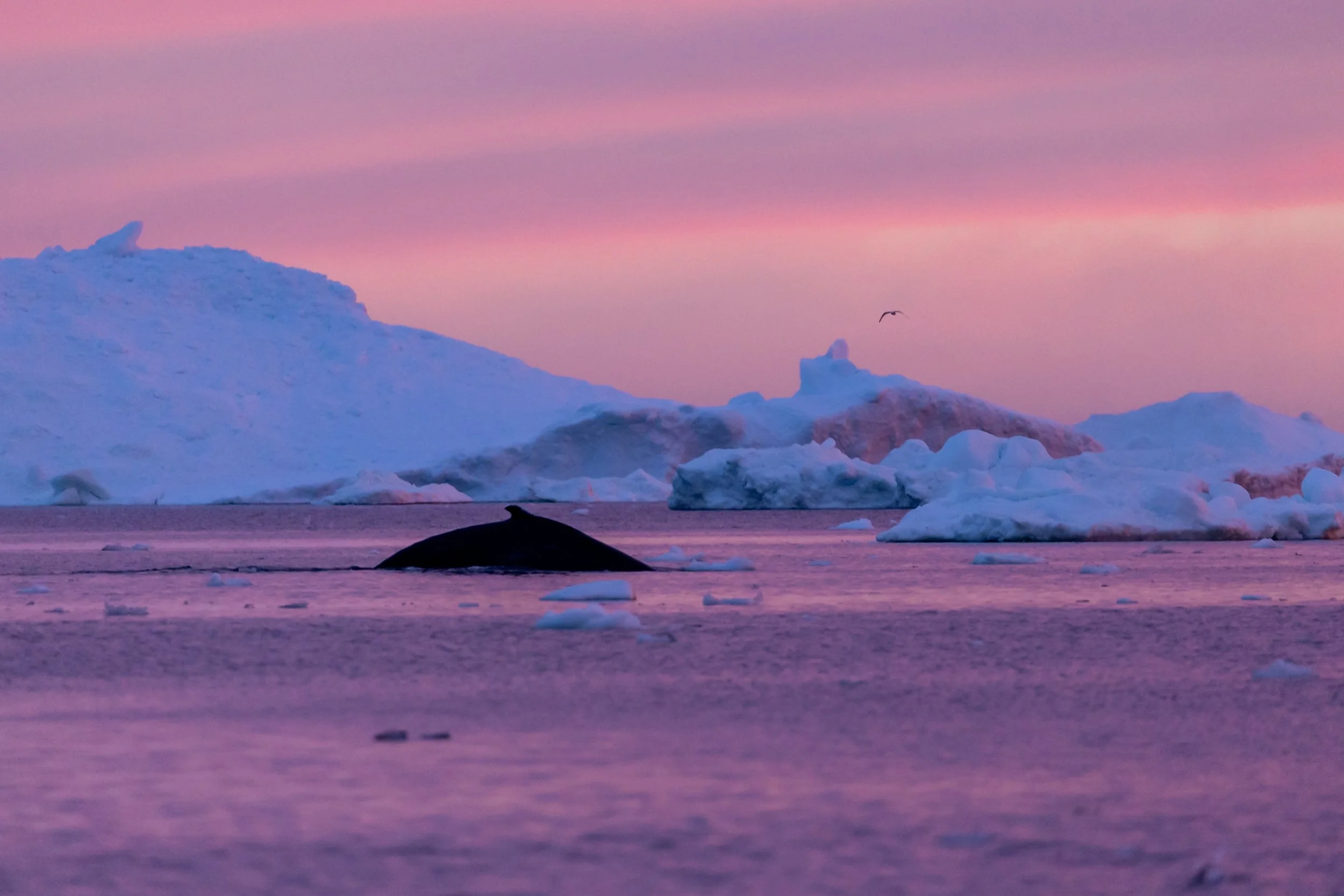 Ilulissat Fotos (301 von 2038).jpg
